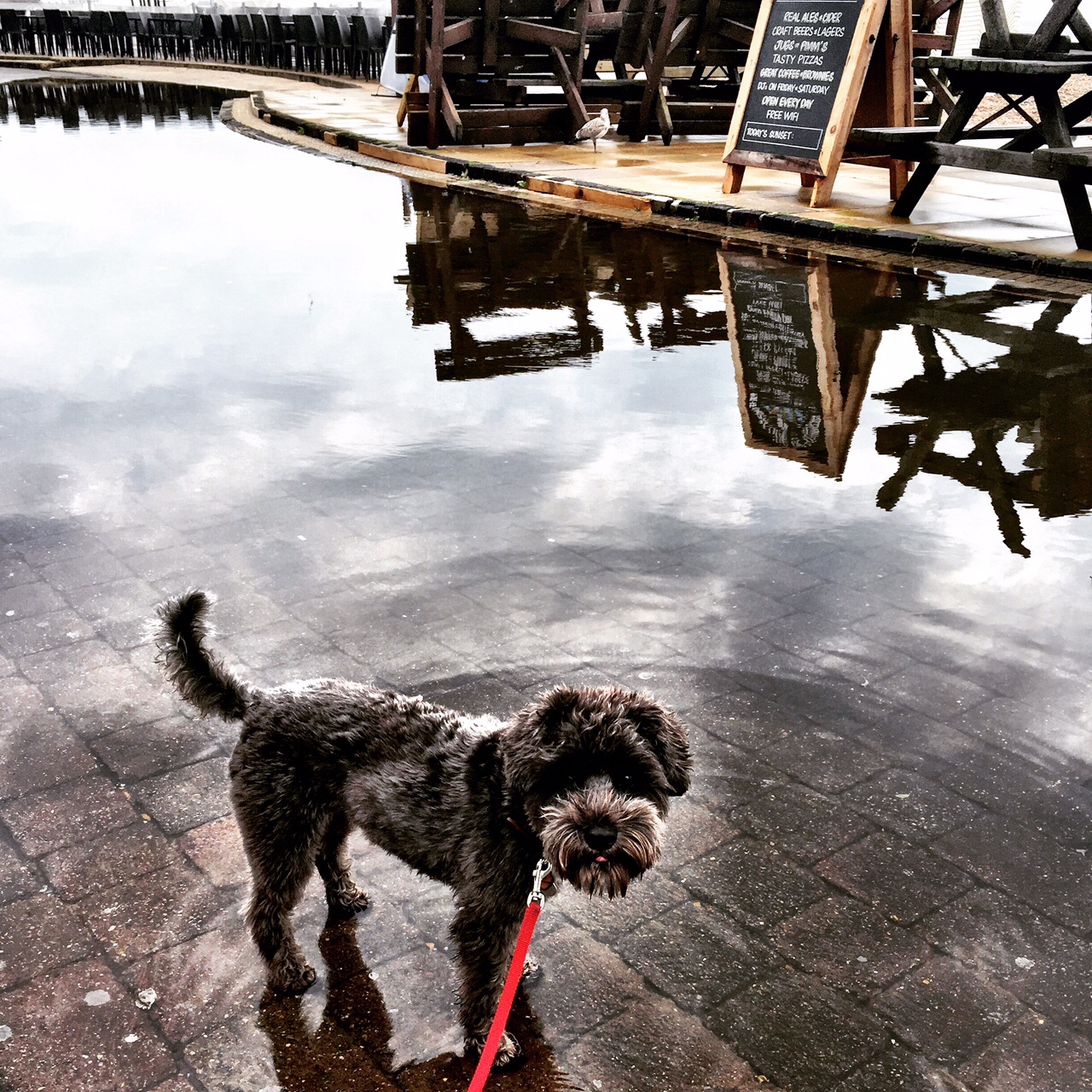 Dilly discovered that sometimes the seafront gets a lot closer in Brighton thanks to a massive burst of rainfall!
