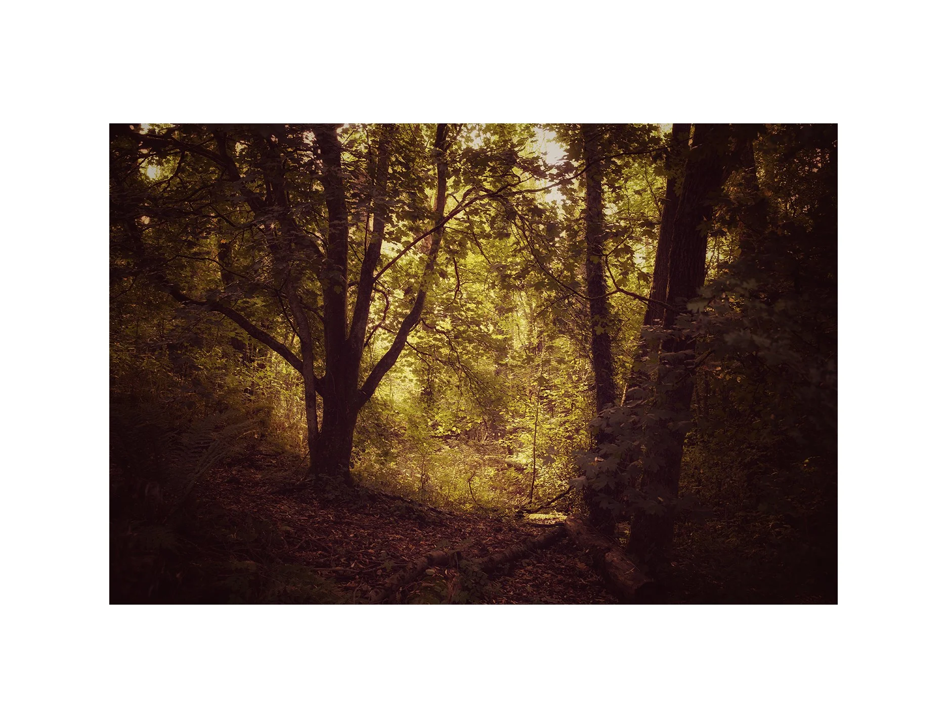 Woodland walks. 2 of 3. #leica #summilux35 #snapseed #woodland #fineartphoto