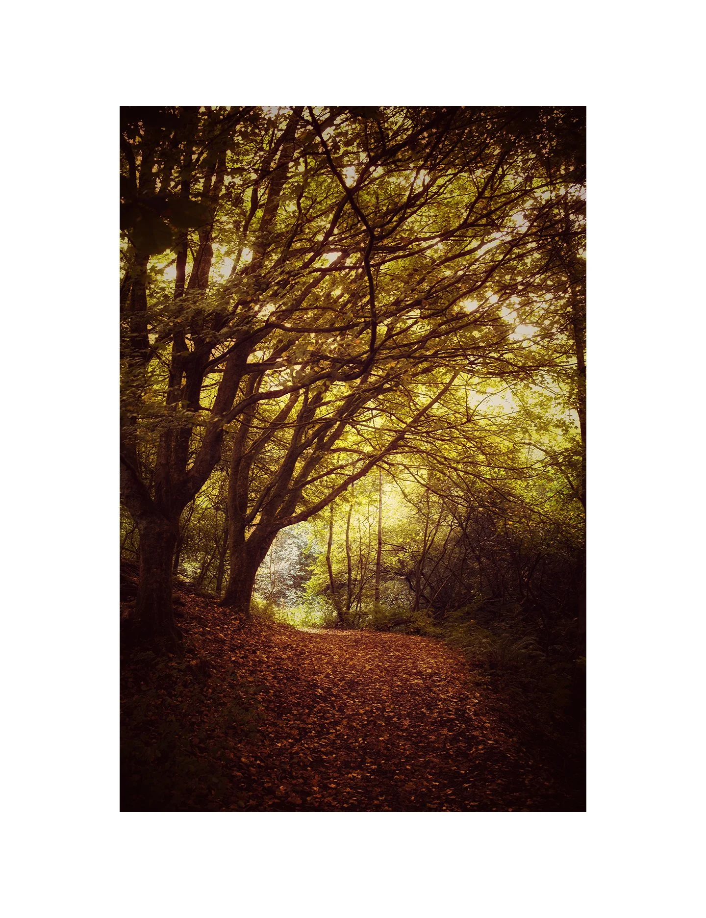 Woodland walks. 3 of 3. #leica #summilux35 #snapseed #woodland #fineartphoto