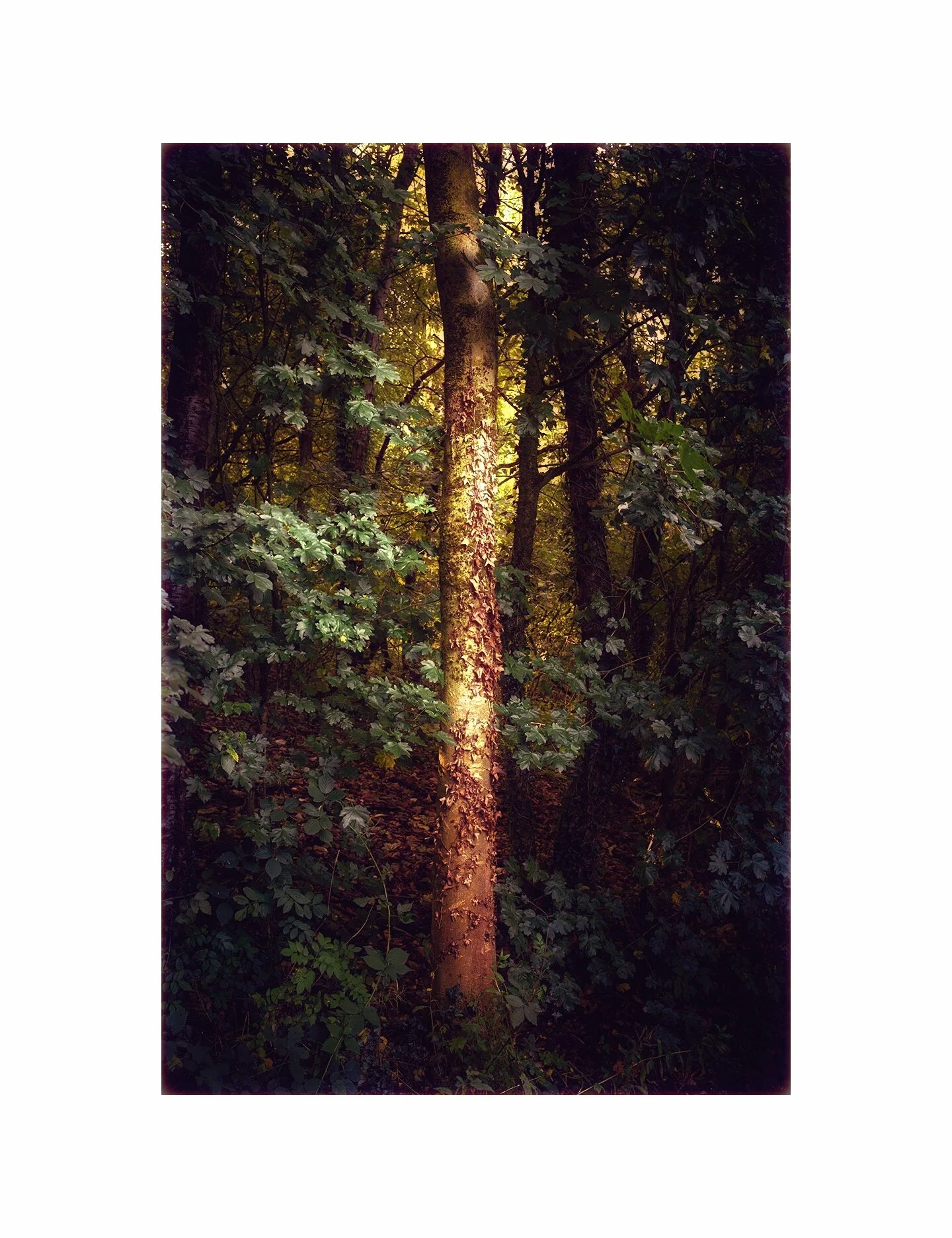 Woodland walks. 1 of 3. #leica #summilux35 #snapseed #woodland #fineartphoto