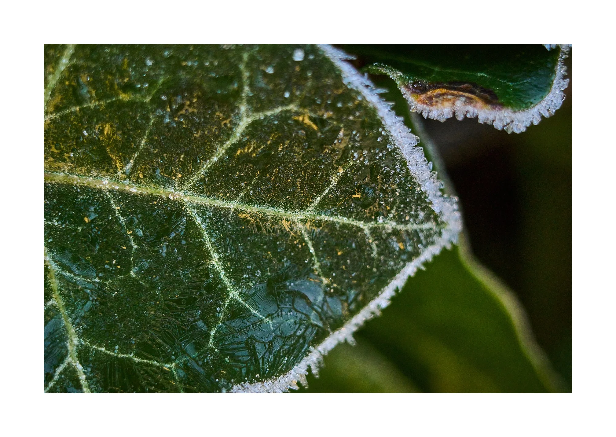 Winter Macro photography with the Leica M10R and Macro Adapter M
January 2026

#Leica 
#LeicaM10R
#Macrophotography
#summilux