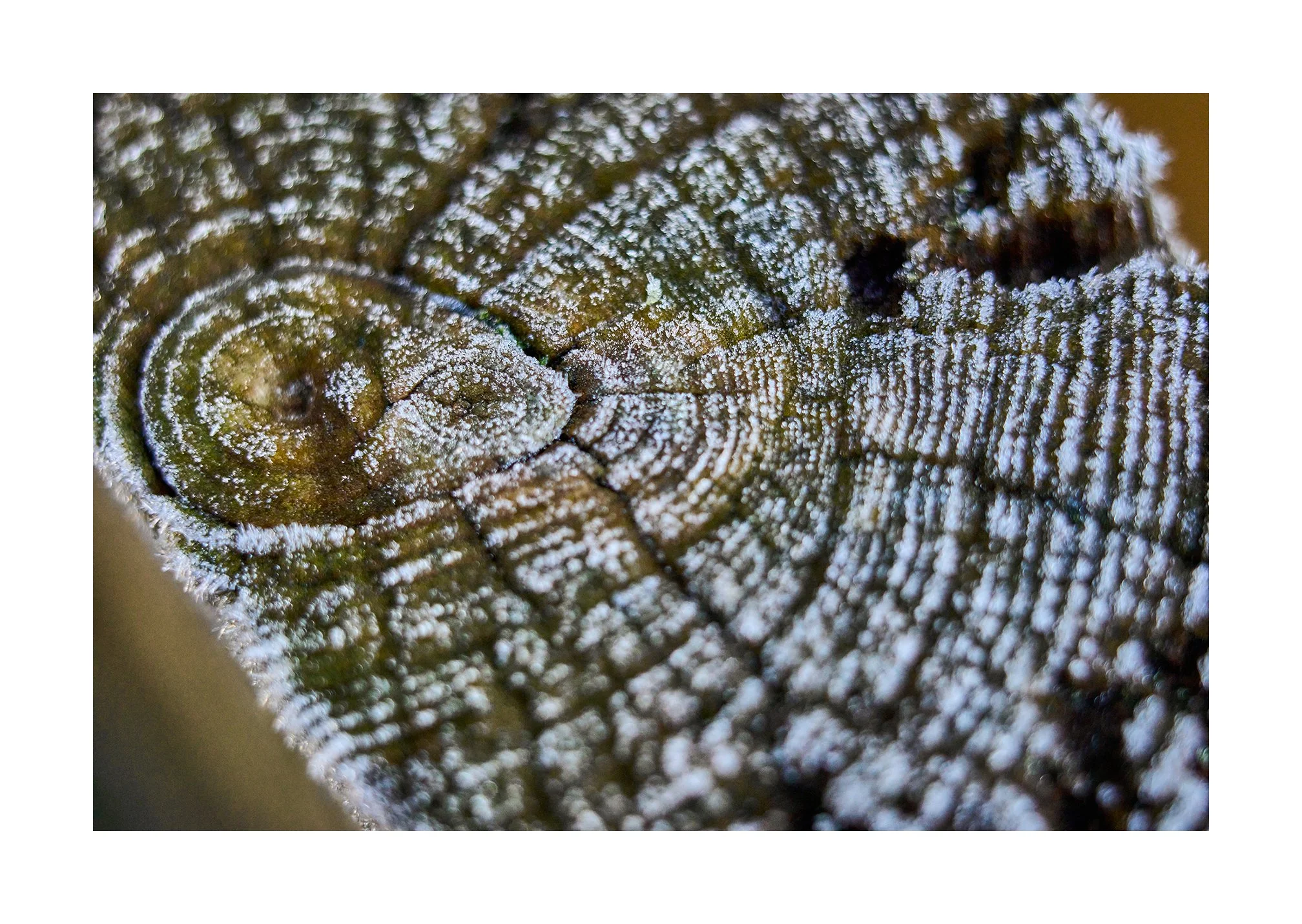 Winter Macro photography with the Leica M10R and Macro Adapter M
January 2026

#Leica 
#LeicaM10R
#Macrophotography
#summilux