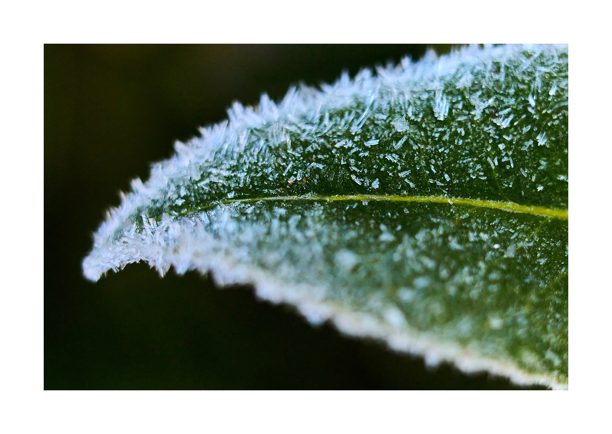 Winter Macro photography with the Leica M10R and Macro Adapter M
January 2026

#Leica 
#LeicaM10R
#Macrophotography
#summilux