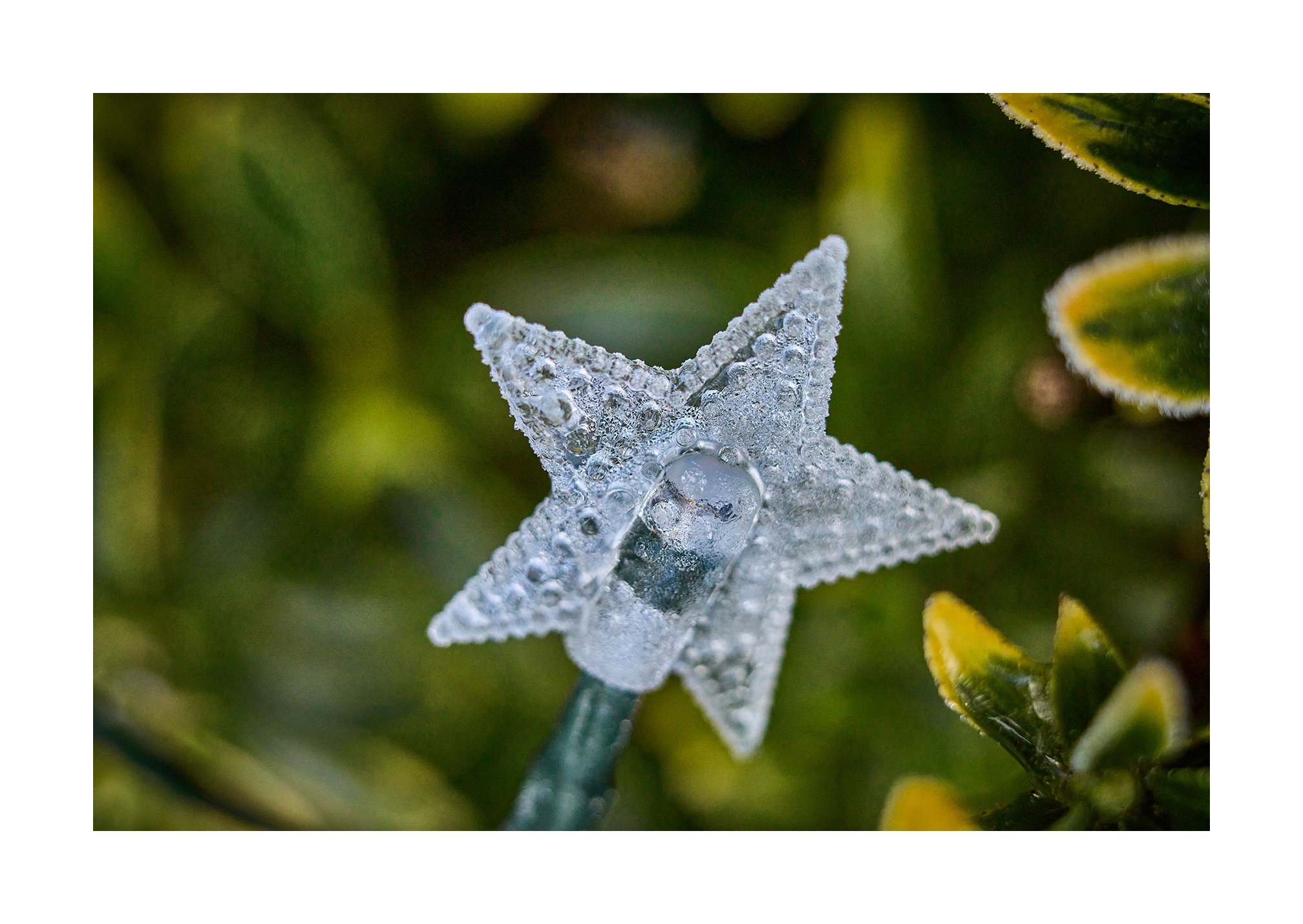 Winter Macro photography with the Leica M10R and Macro Adapter M
January 2026

#Leica 
#LeicaM10R
#Macrophotography
#summilux