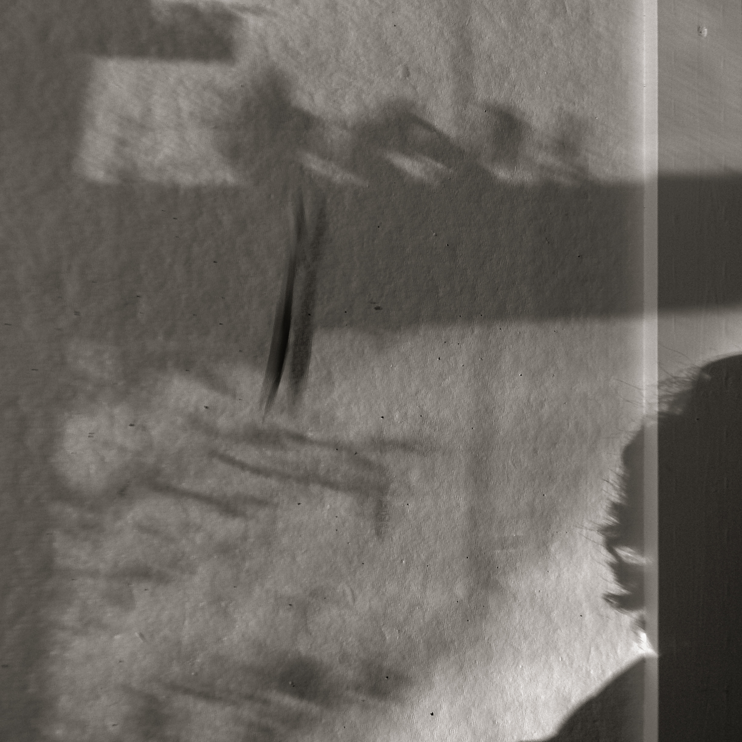 ShadowsCutTwo-22.jpg