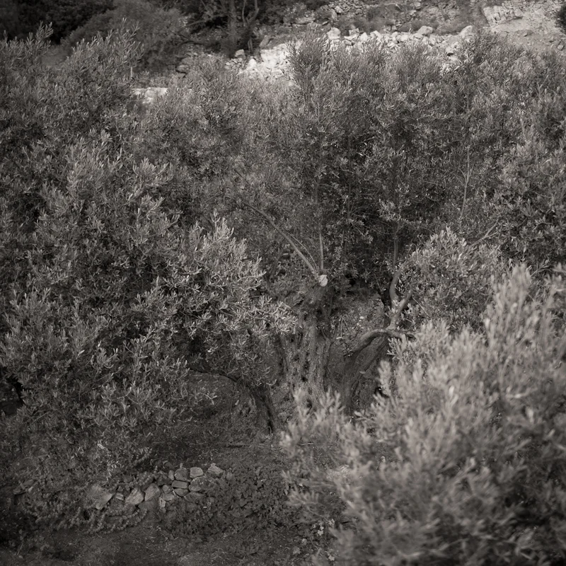 Olive1-7536.jpg