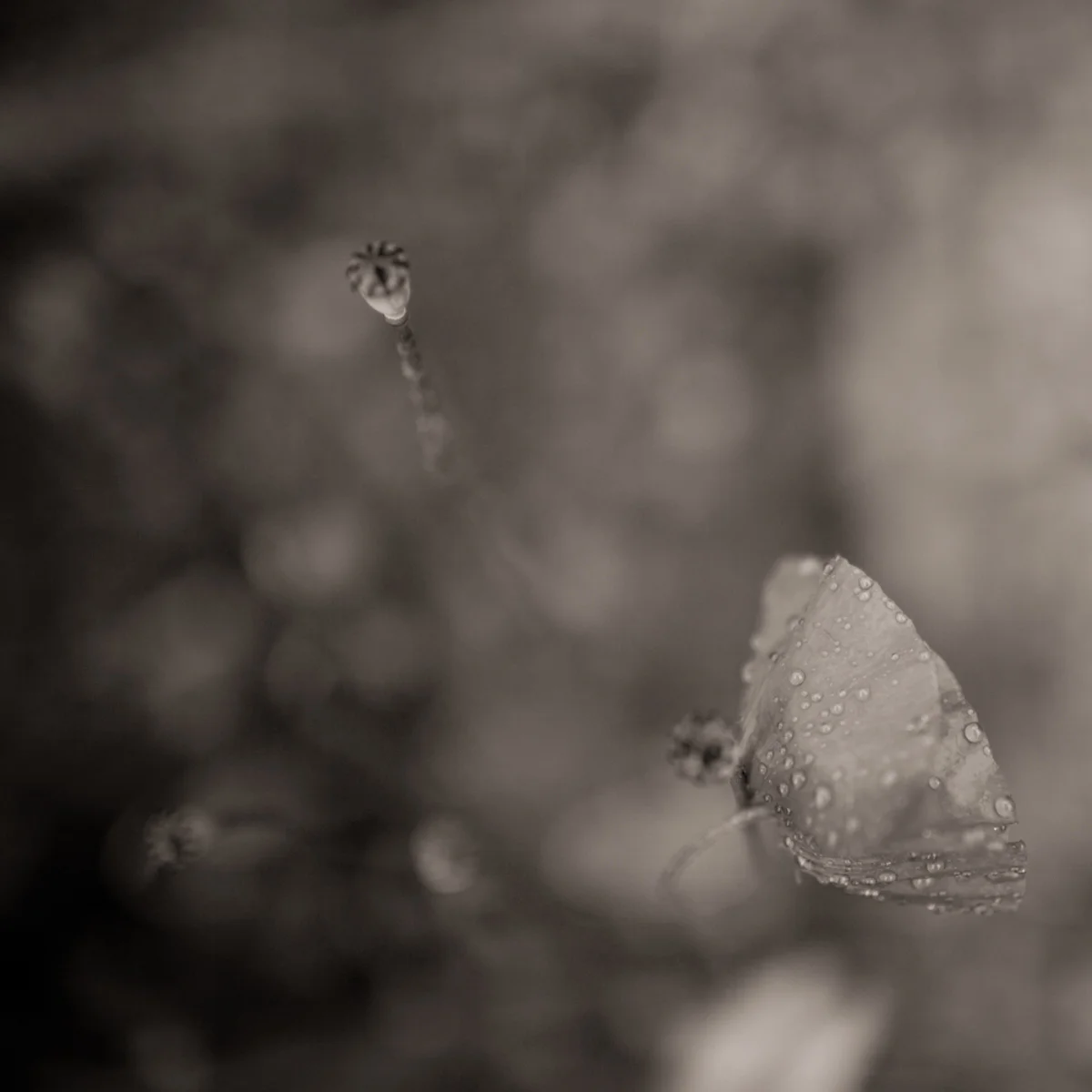 Poppies-3.jpg