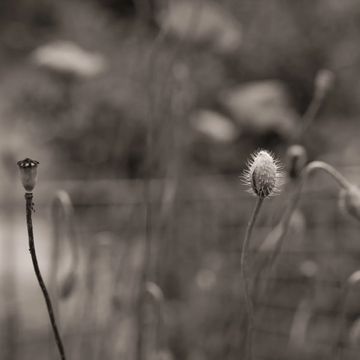 Poppies-9.jpg