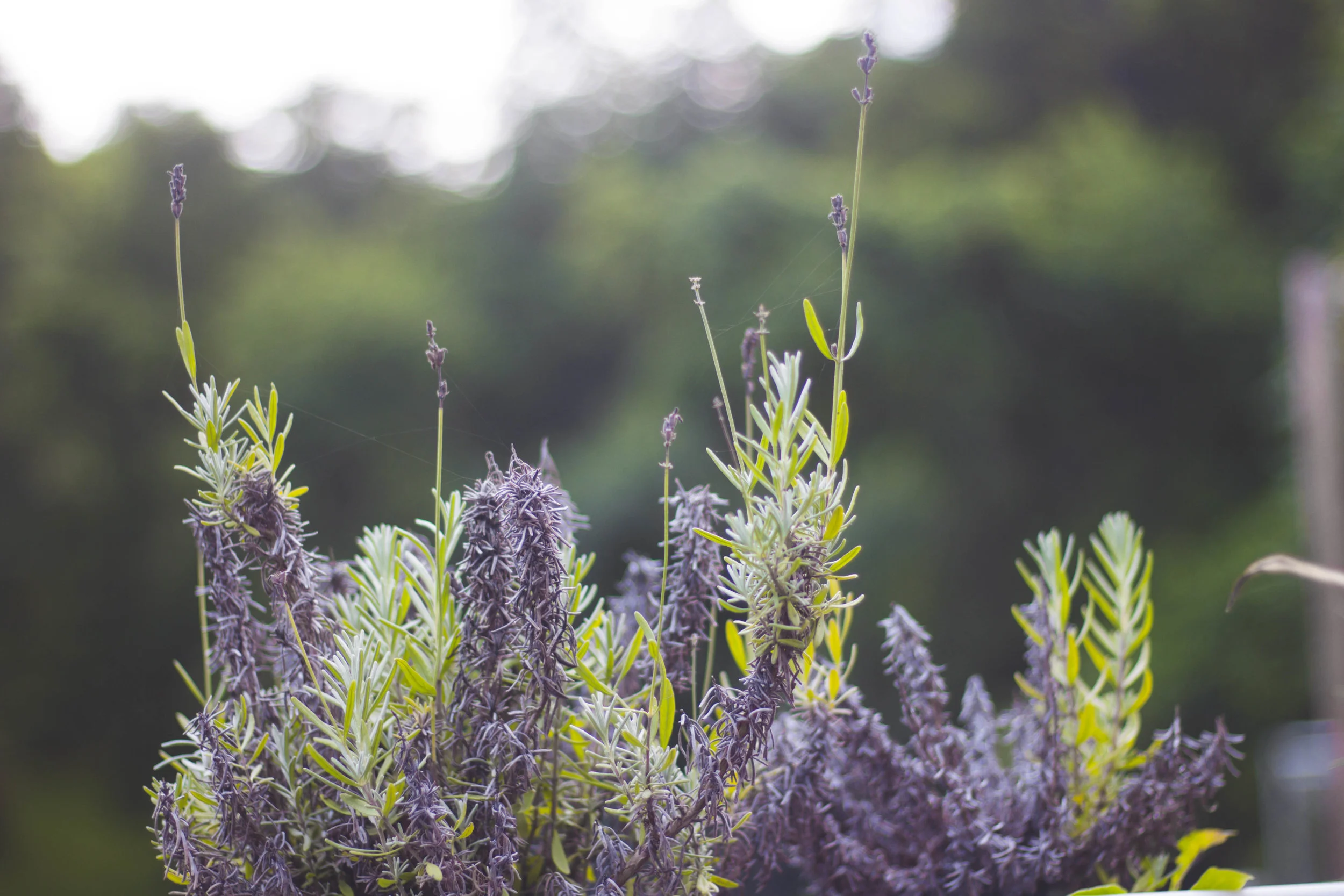 Lavender - Harmony Farm, Christiansburg, VA