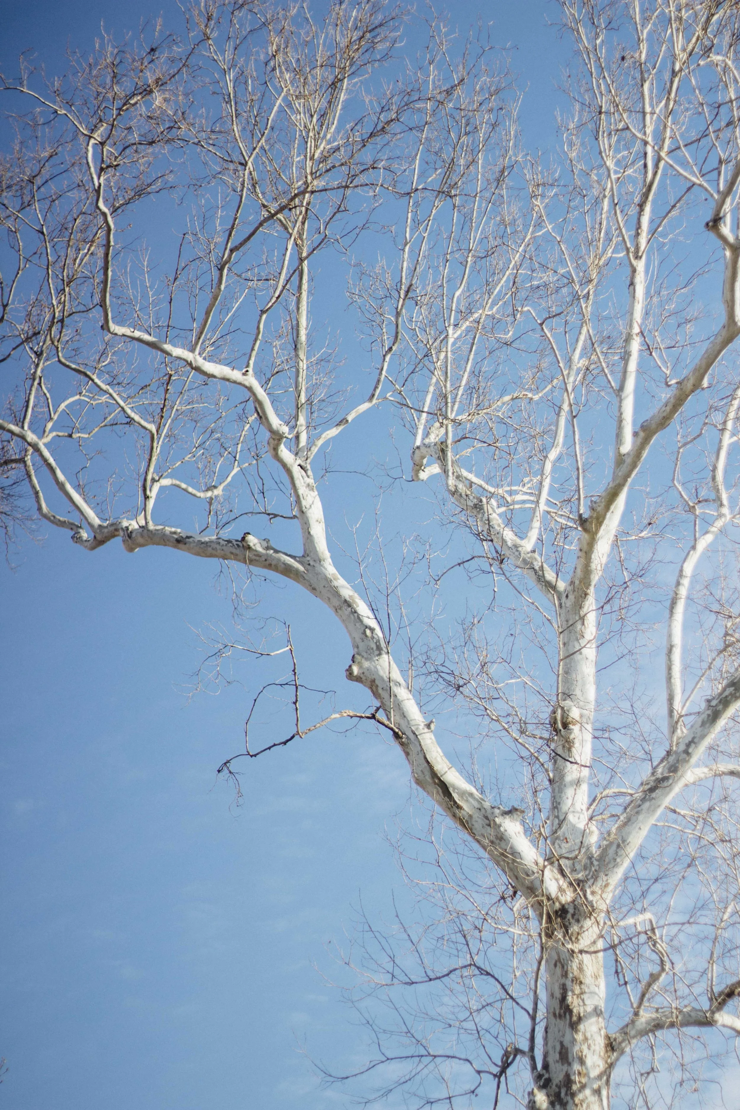 peters-favorite-tree_25619139833_o.jpg