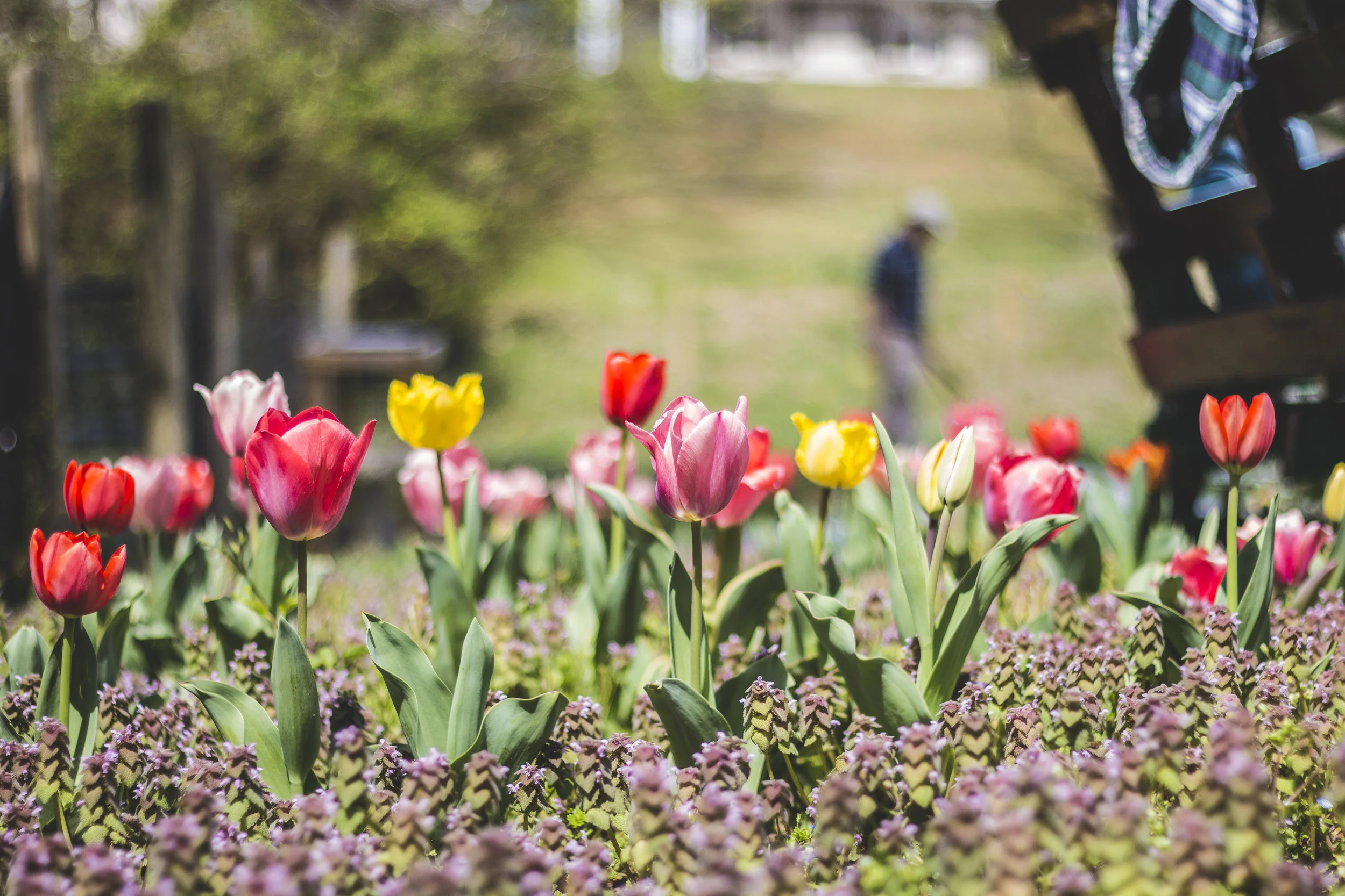 Tulips - Roanoke College Garden, Salem VA