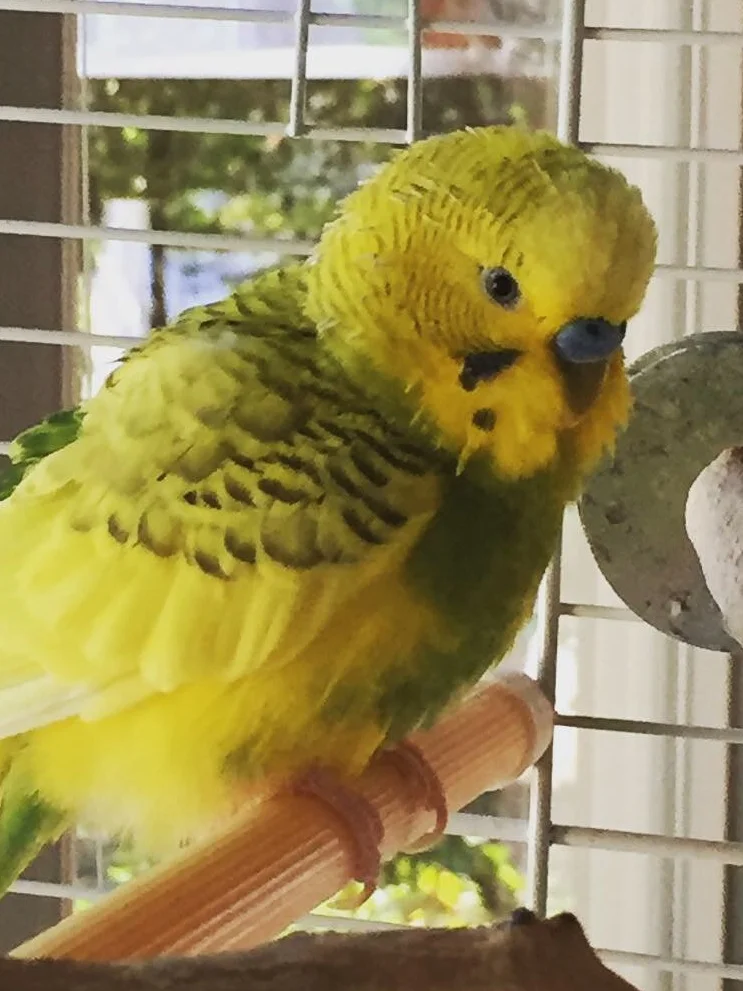 Clarence, the budgie that started it all.