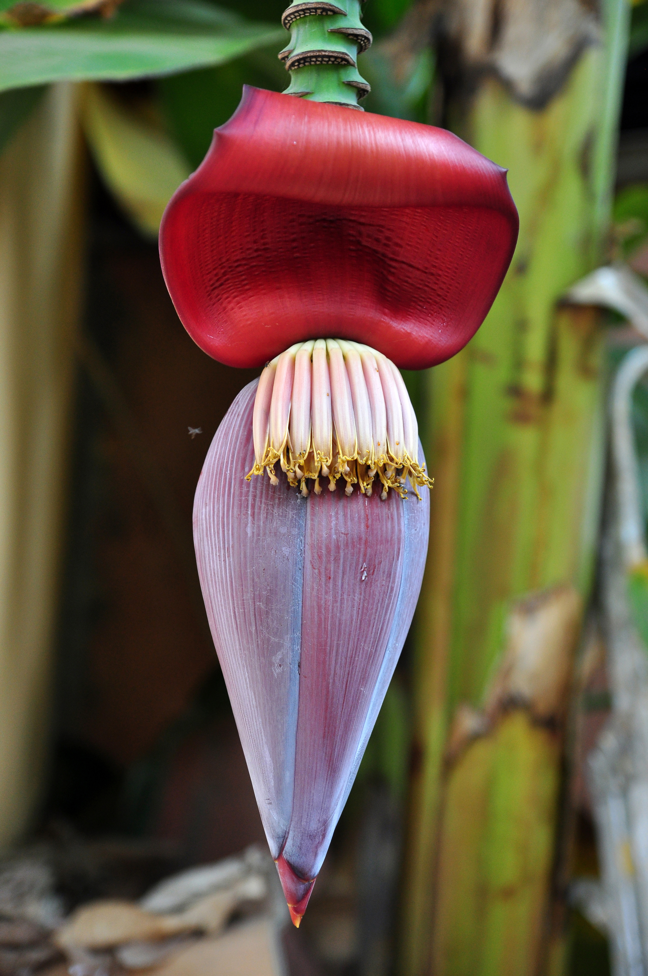 BANANA FLOWER.jpg