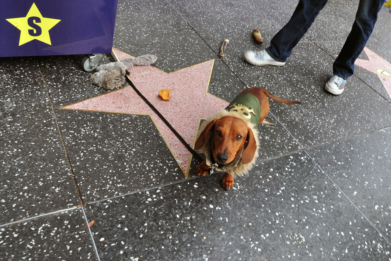 Hollywood dog, 2013