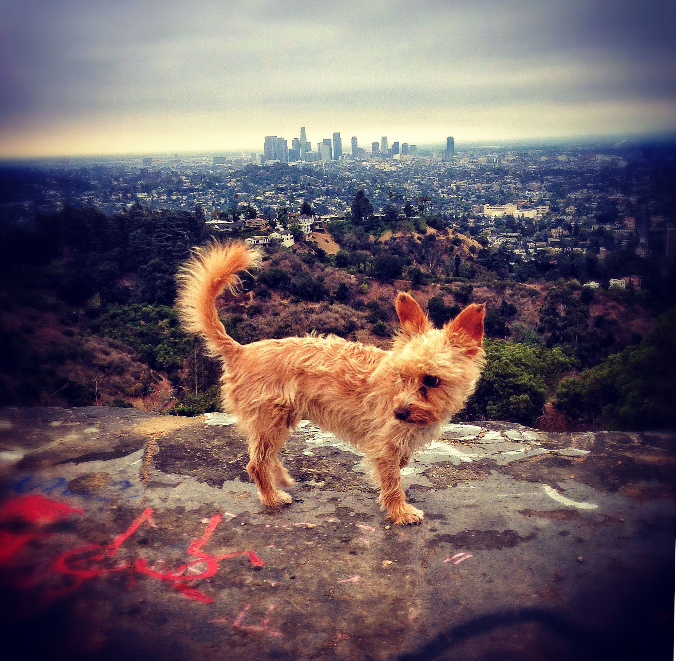  View from Griffith Park 