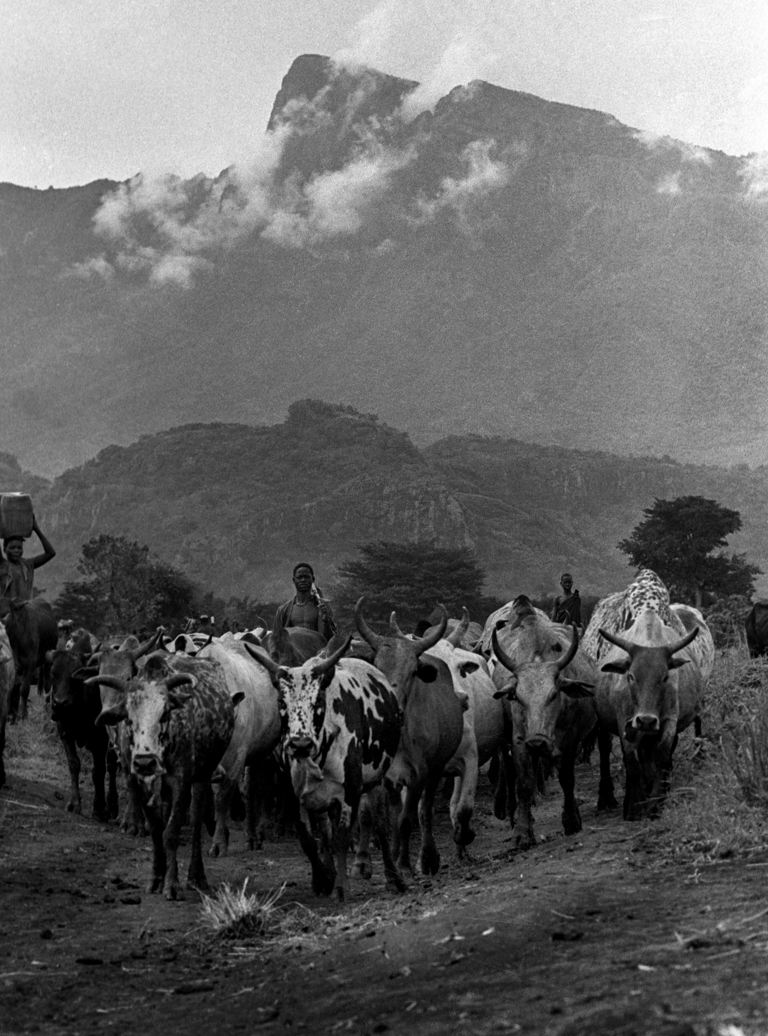  Karamojong cattle, Namalu, Uganda 