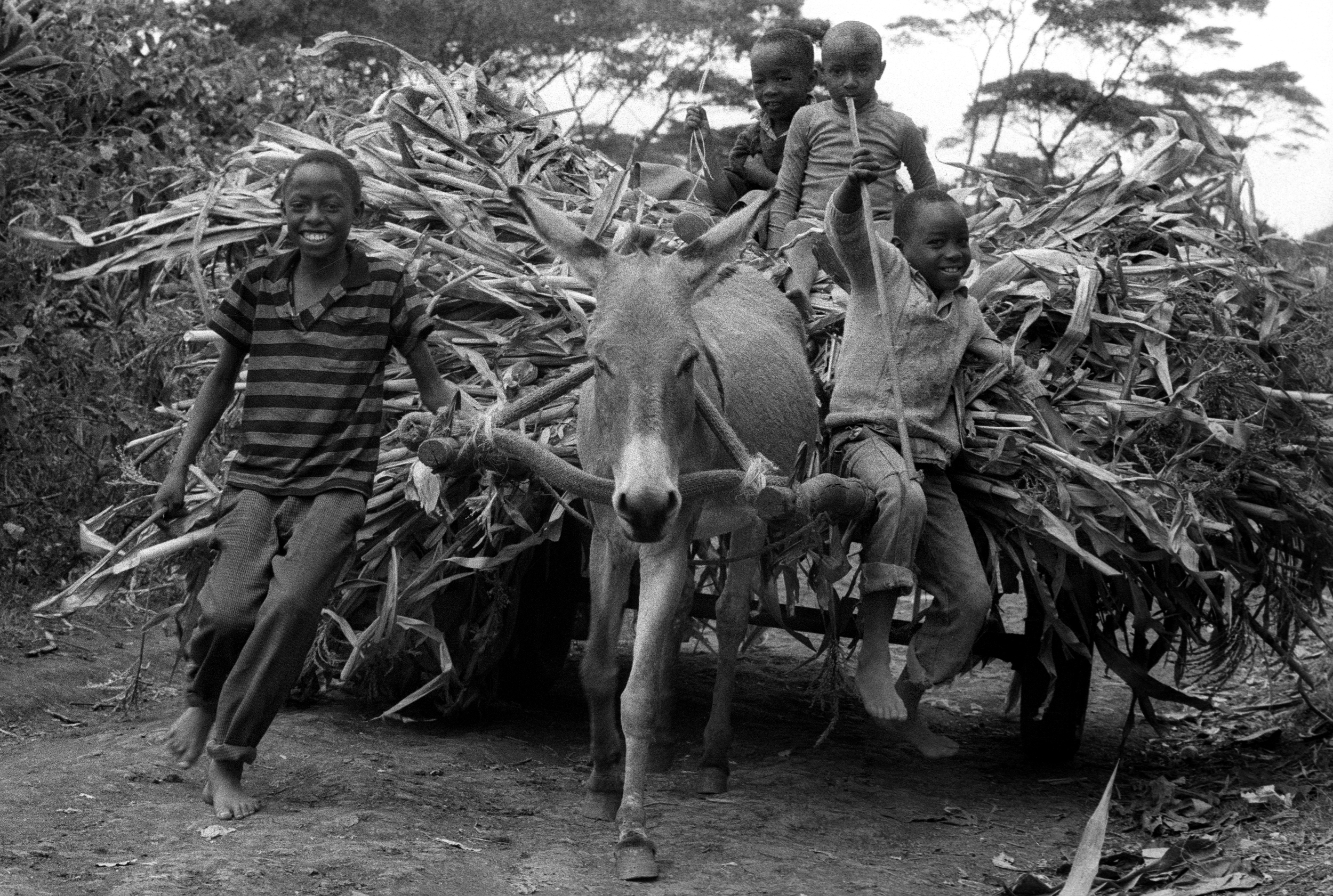 Kikuyu boys with donkey cart