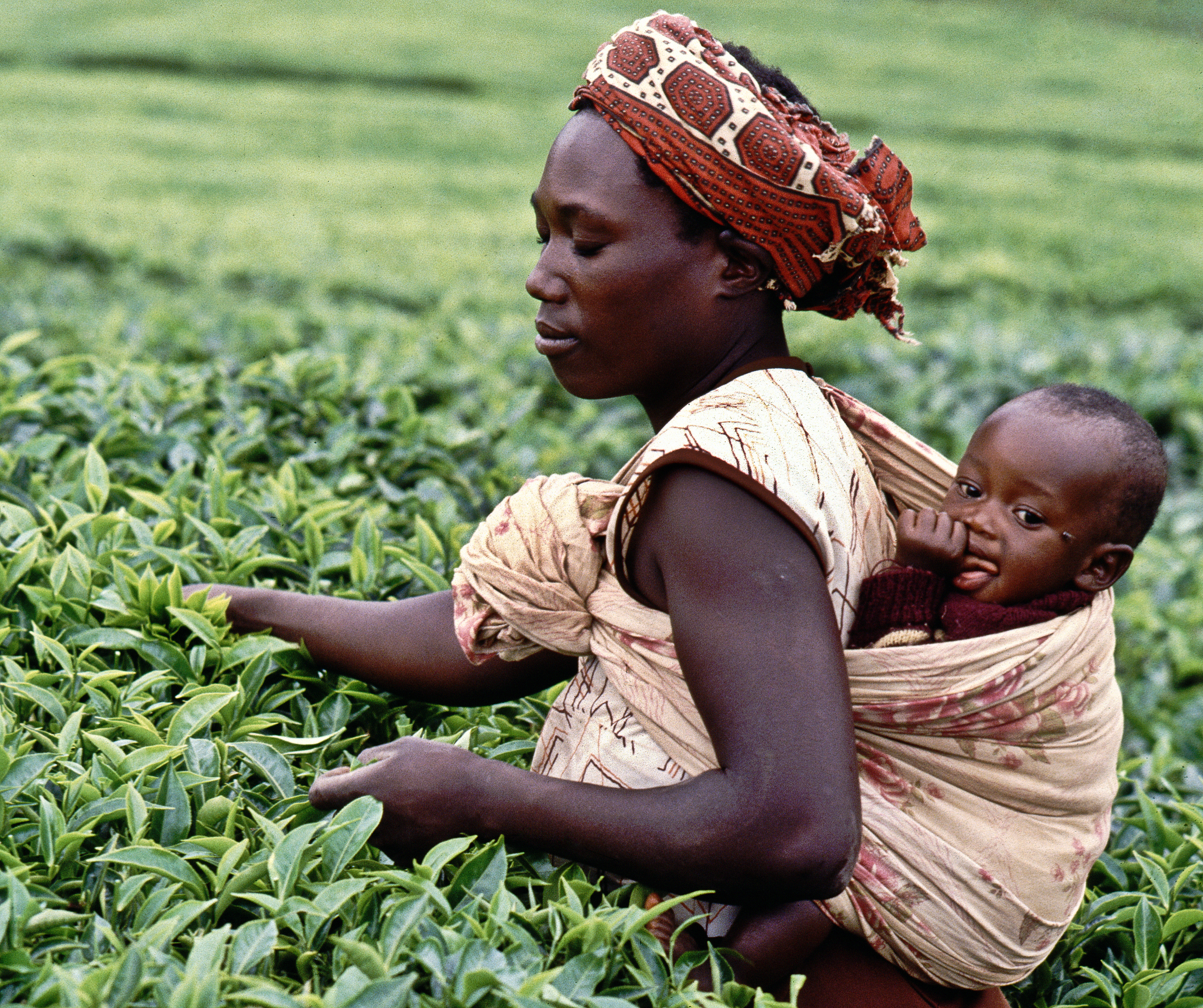 Tea pickers