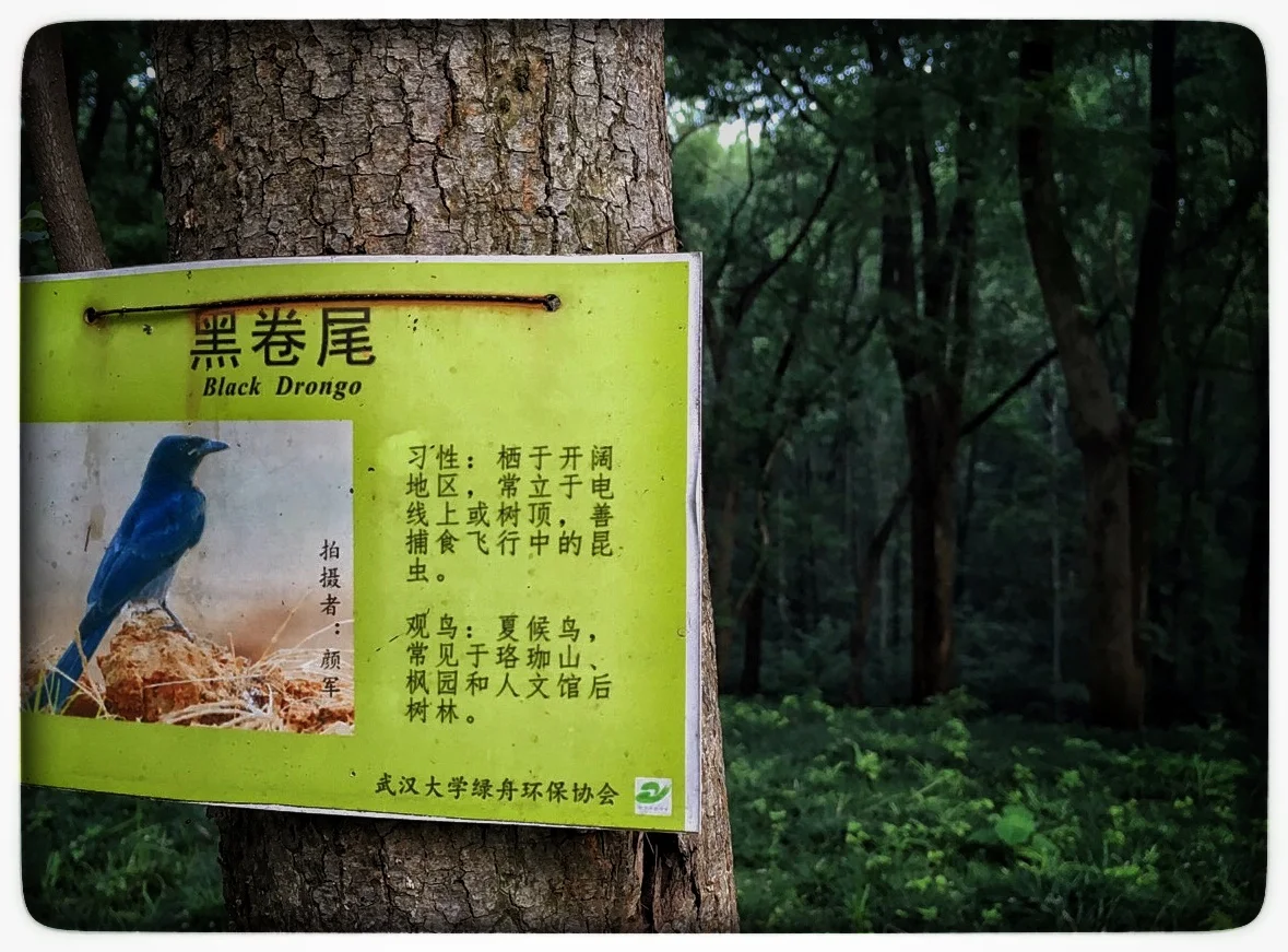 Wuhan University