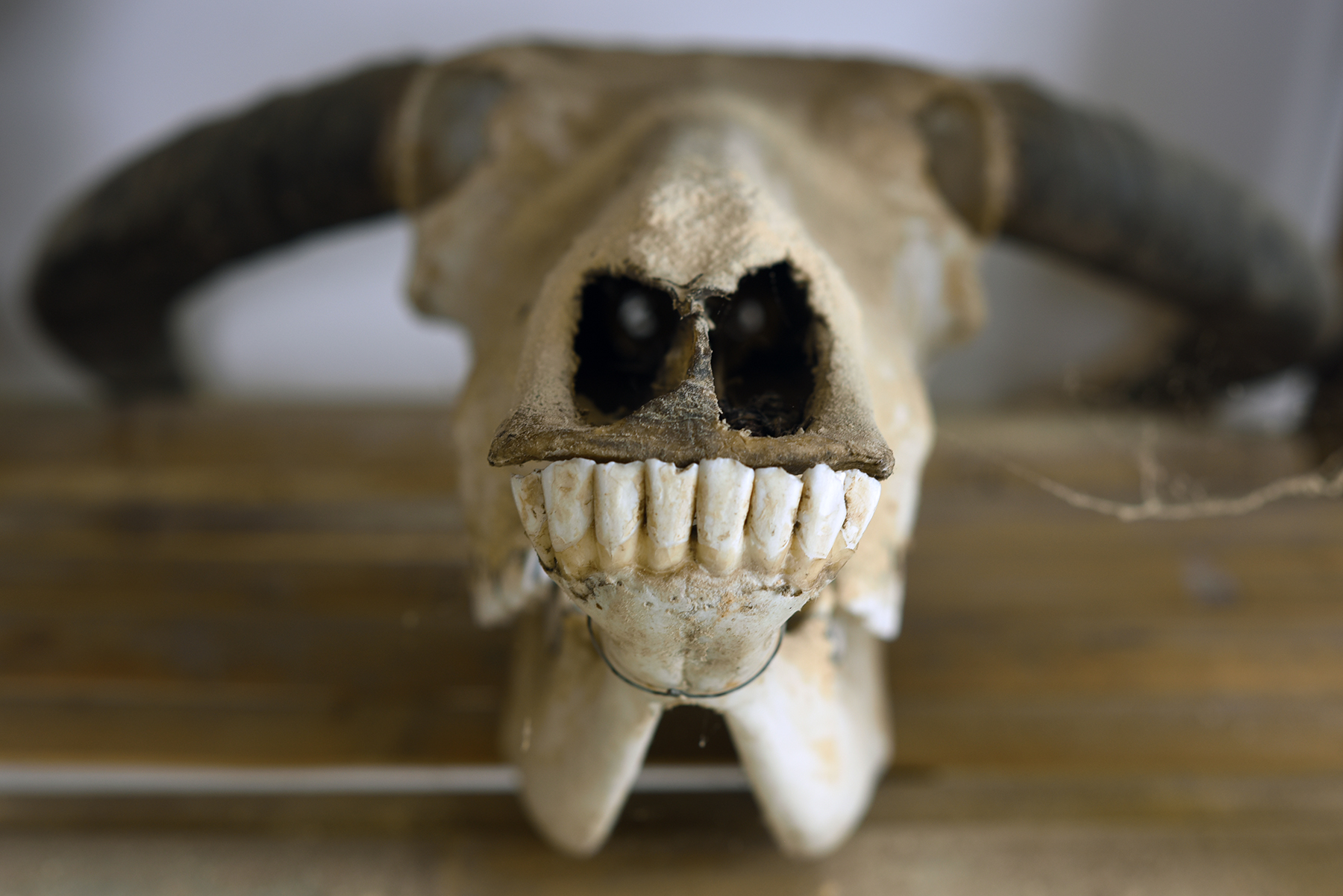  Ox skull used for sacrifice ceremony, on display in a small museum in Dayangjie town, 2017. 