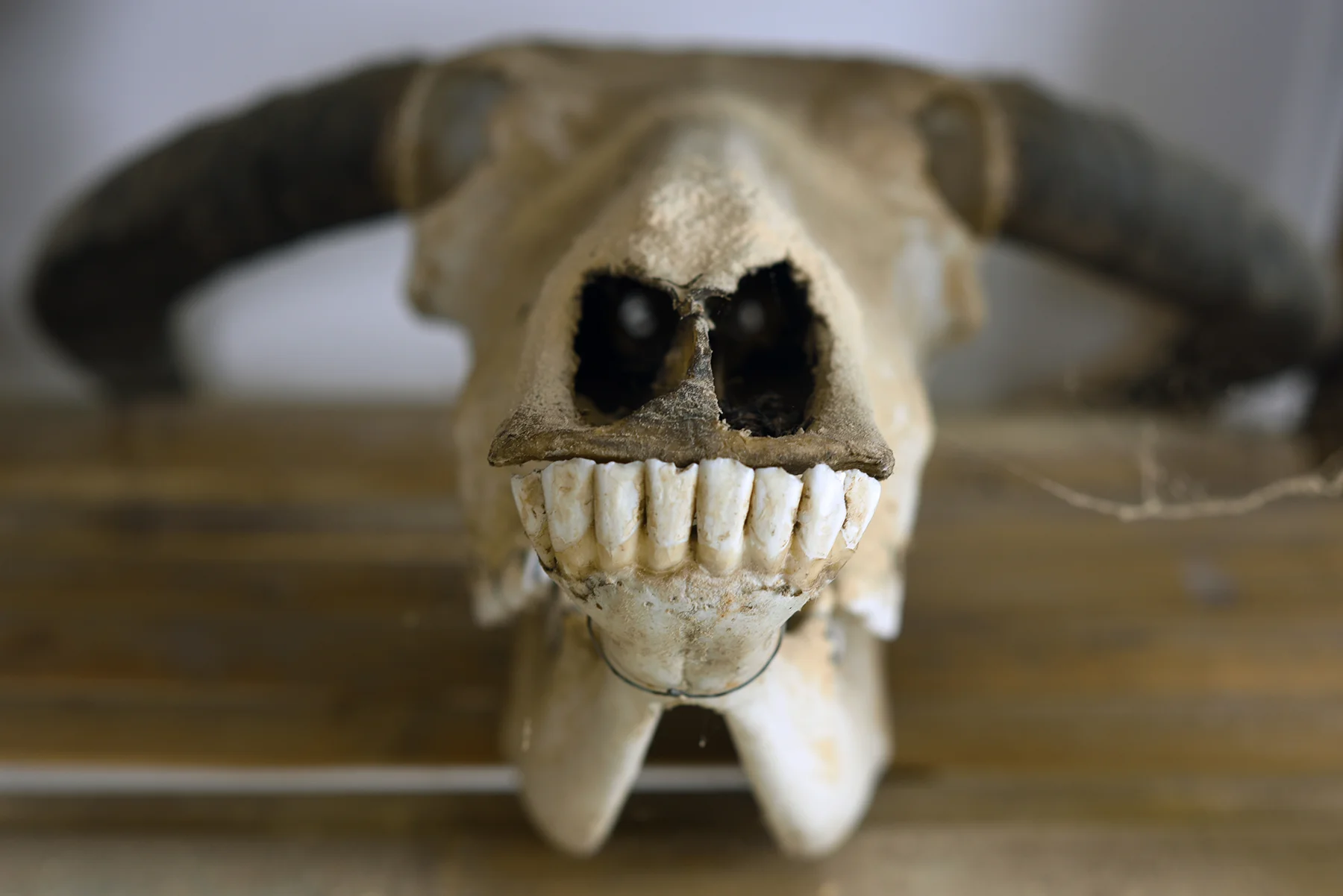 Ox skull used for sacrifice ceremony, on display in a small museum in Dayangjie town, 2017.