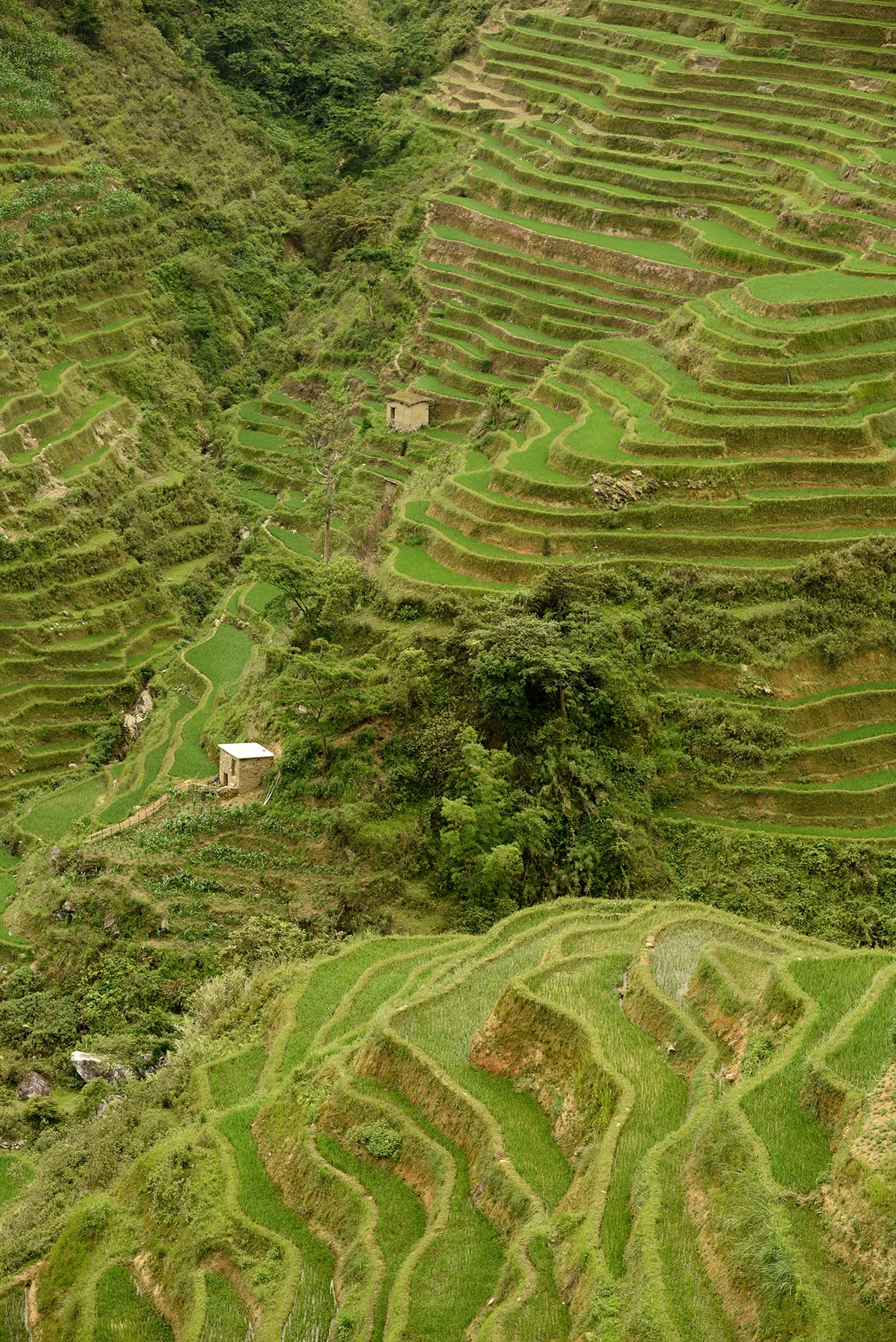 Terraced rice fields, a UNESCO World Heritage Site.