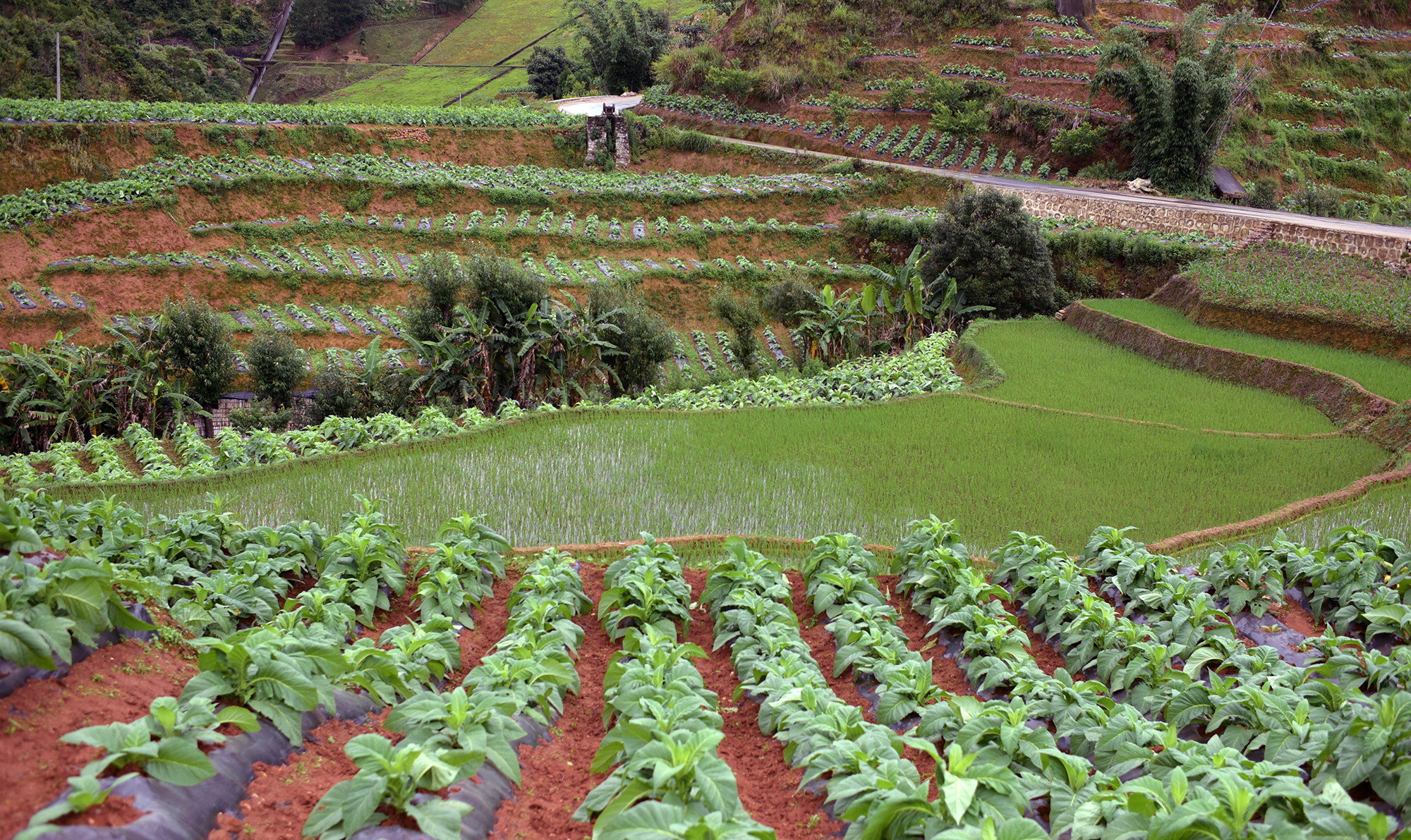  Farmlands of Yunnan Province 