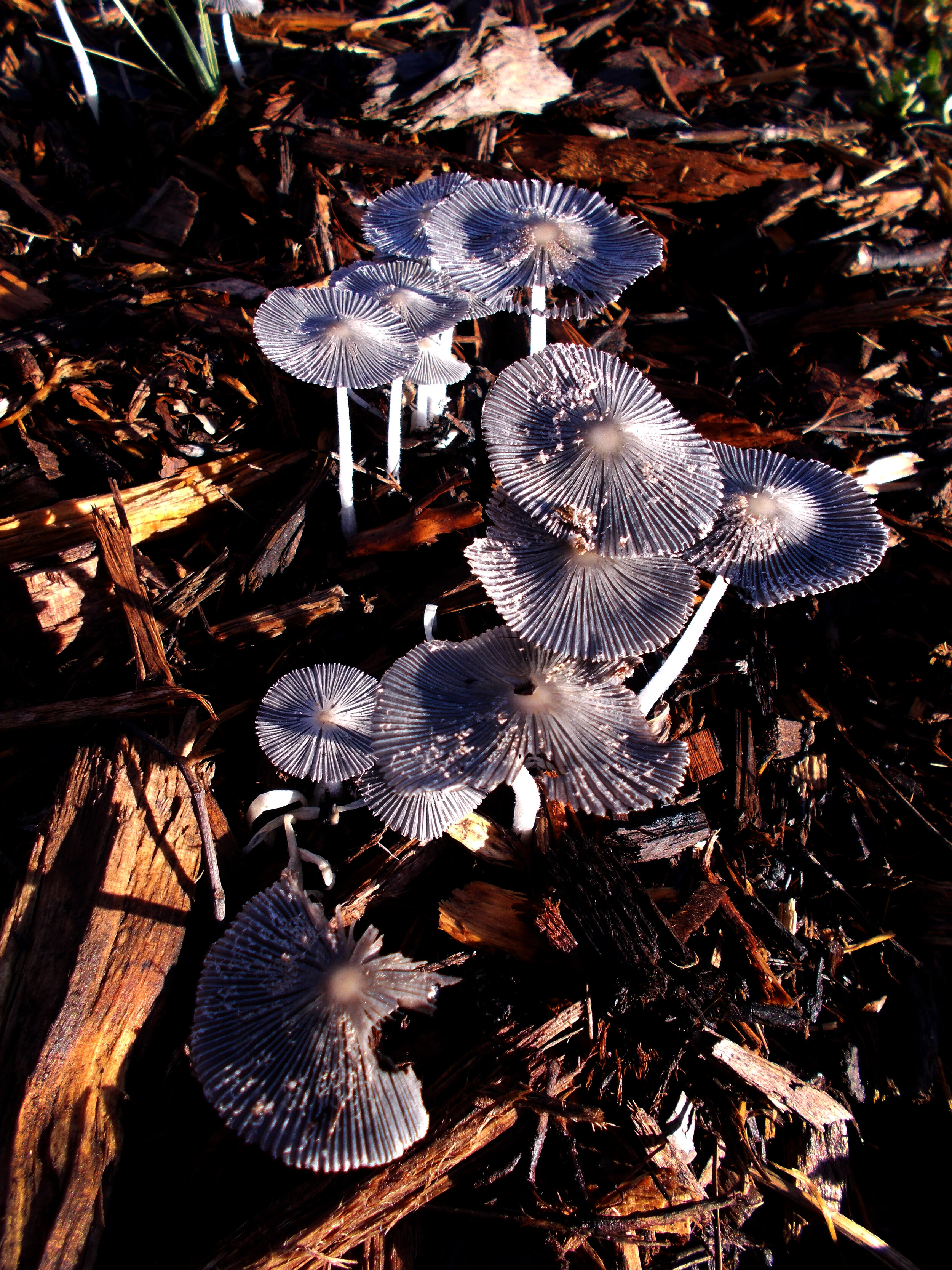 Morning Mushrooms.jpg