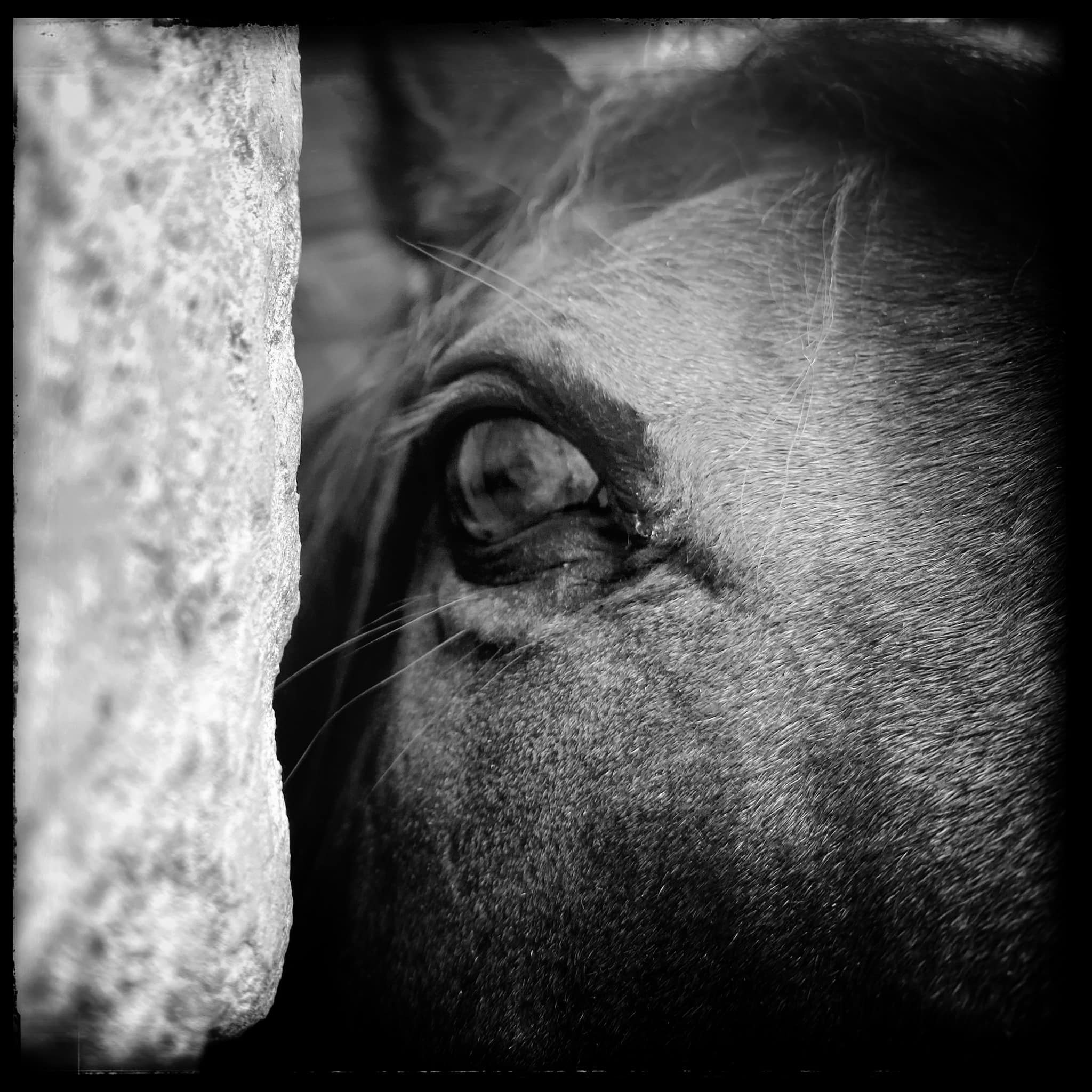 Horse detail