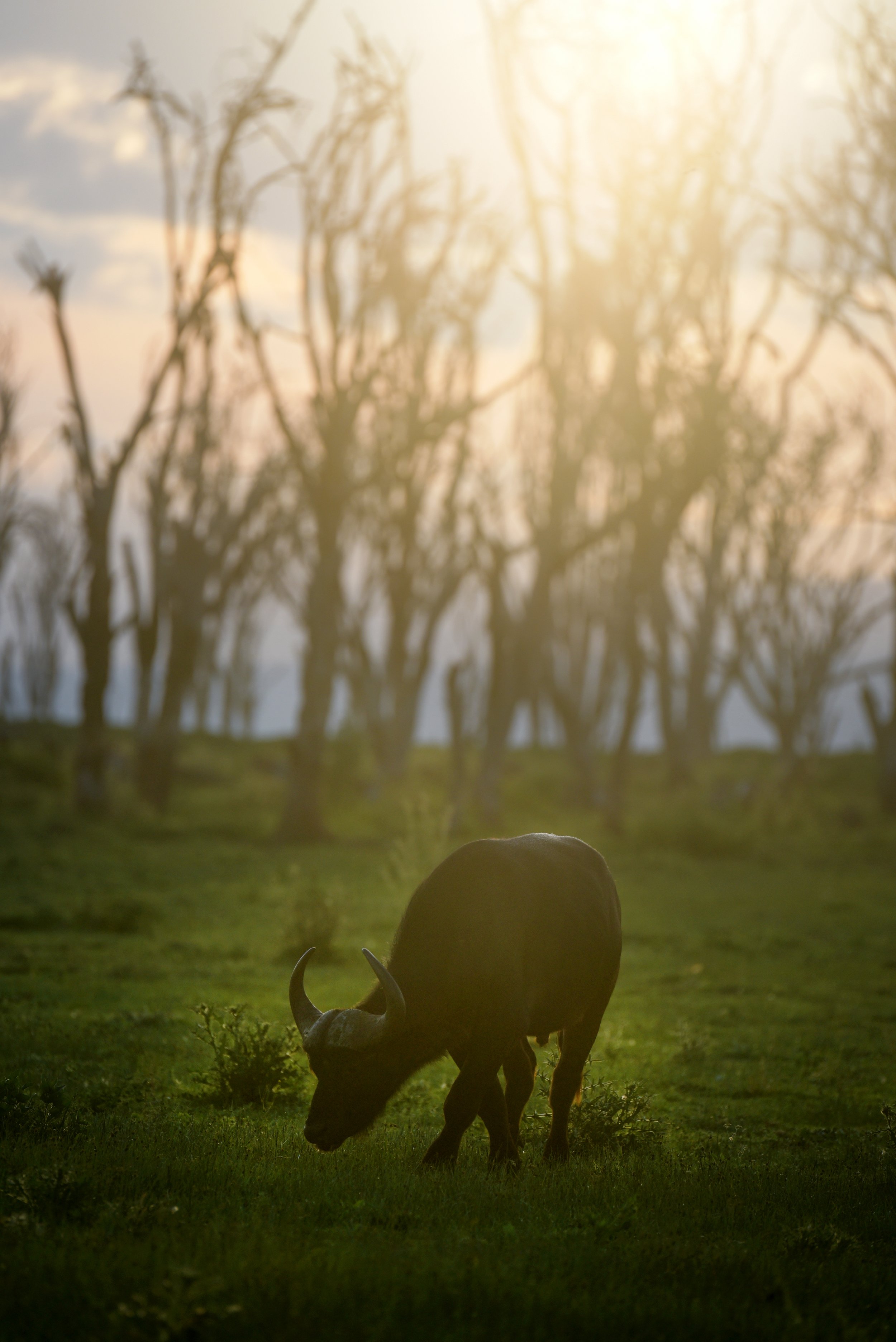  Water Buffalo 