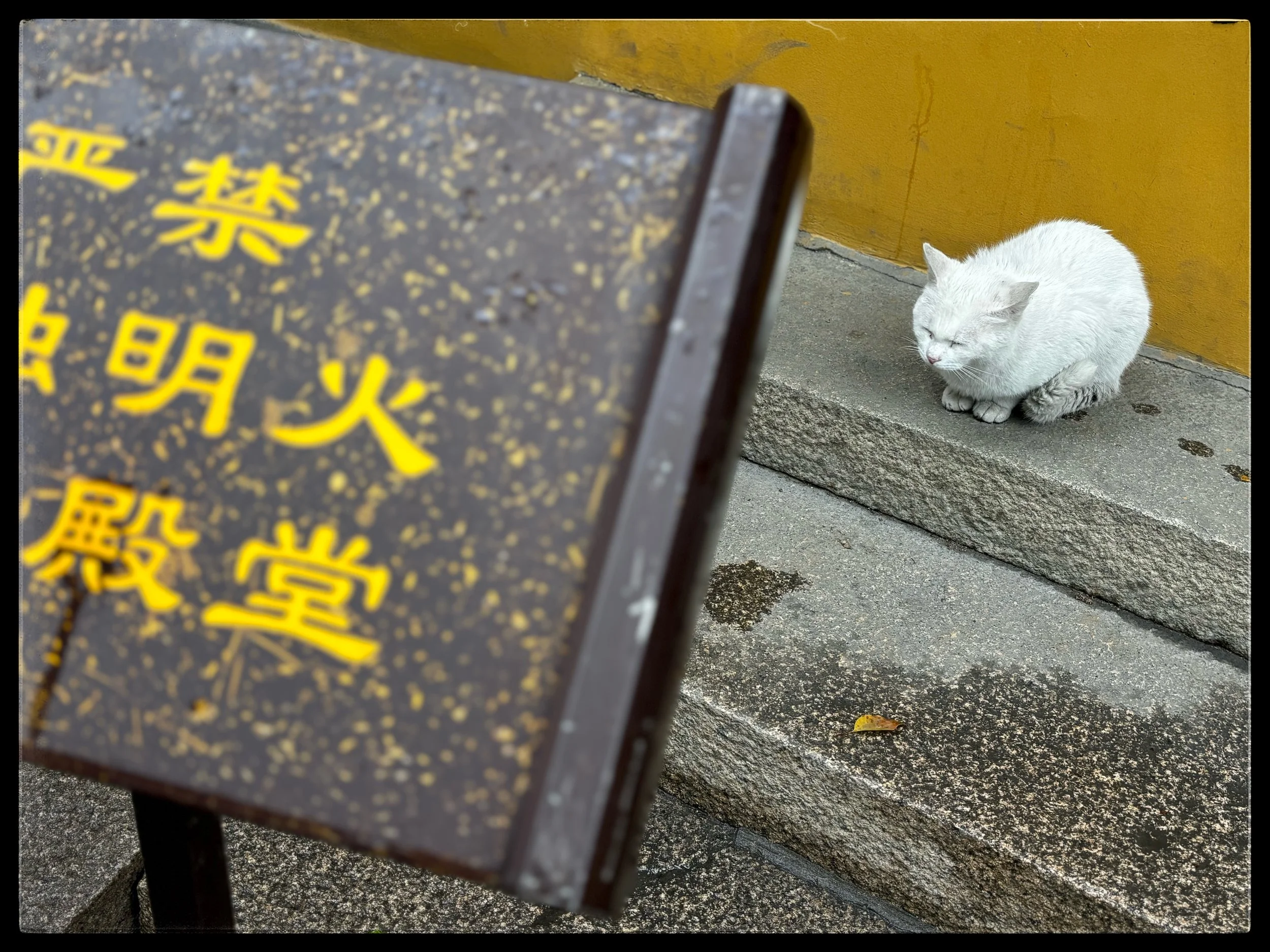 Buddhist temple cat