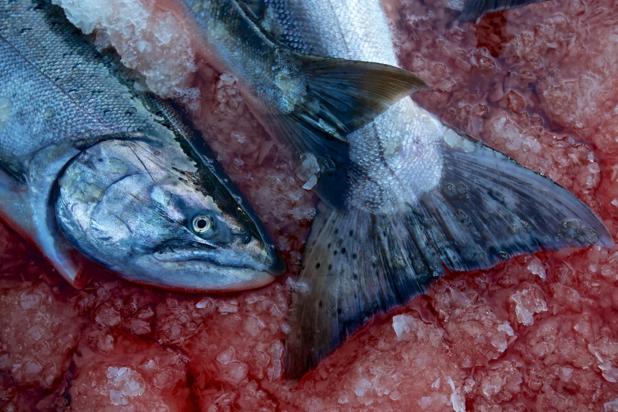 Iced chinook salmon. Thomas Boyd/The Oregonian