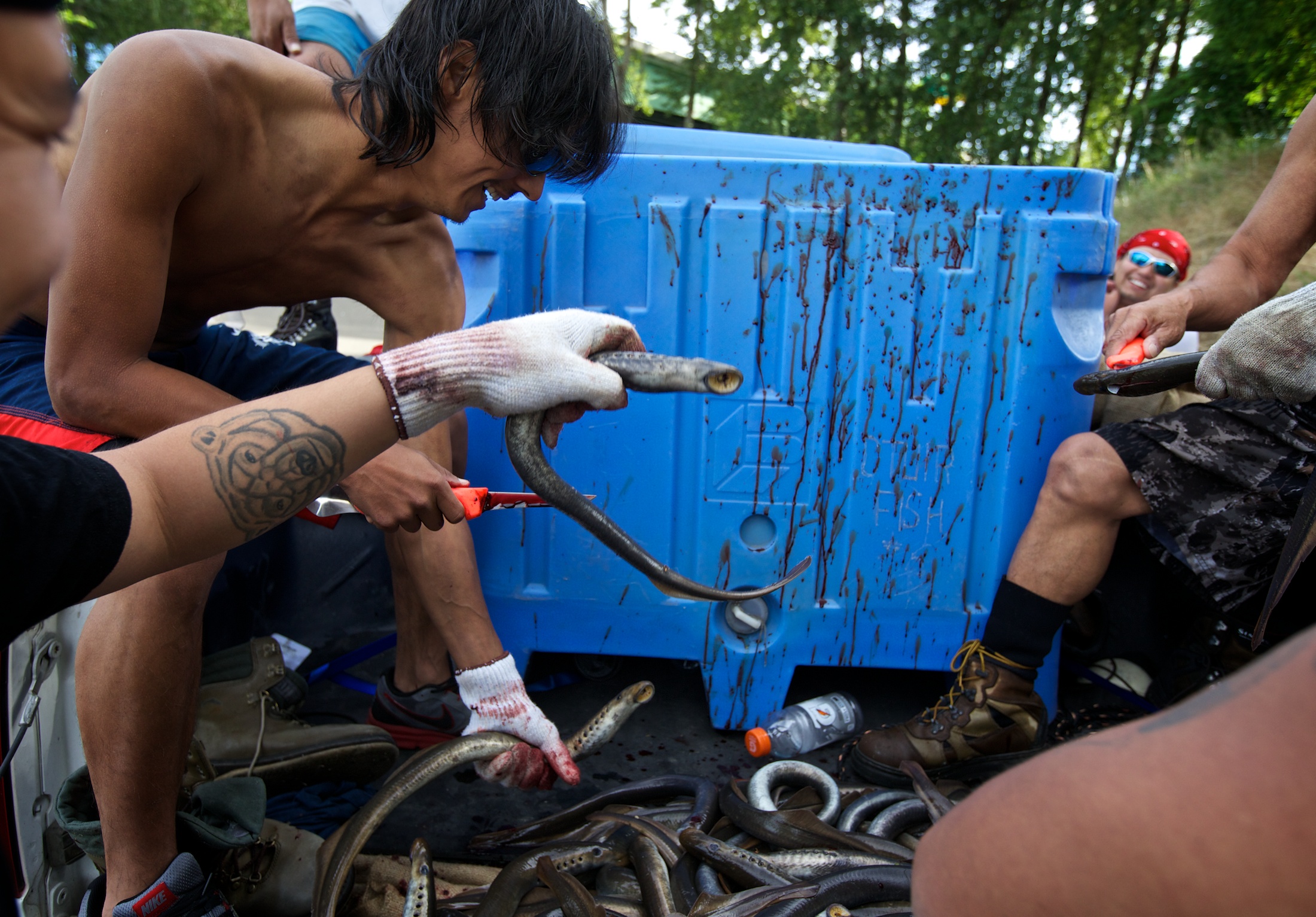 18.lamprey_tb_13U1432.jpg