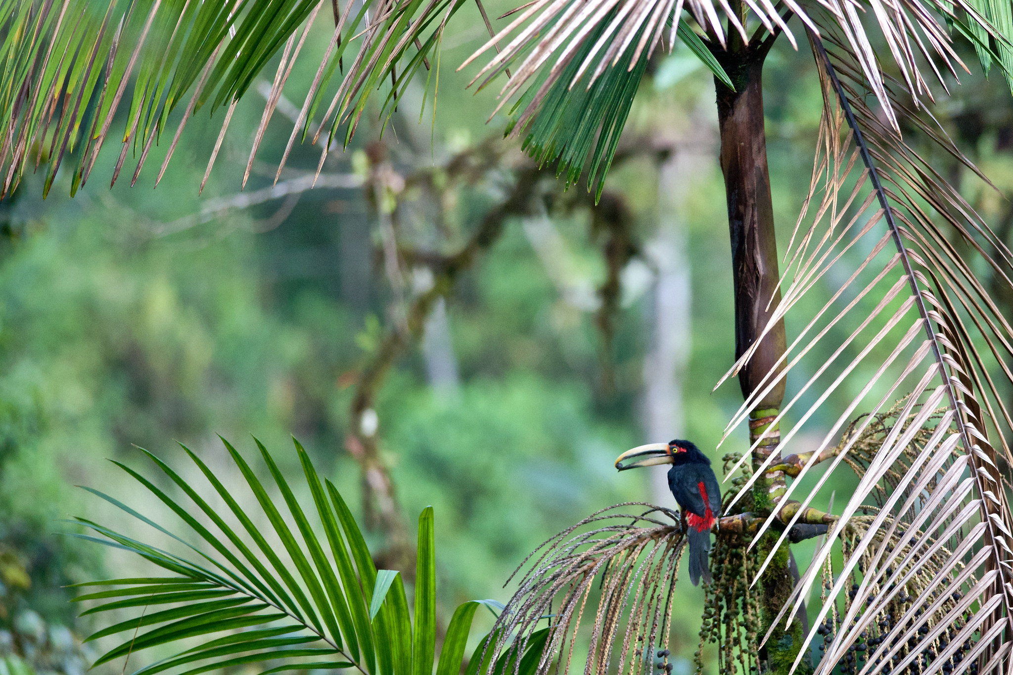 Toucan