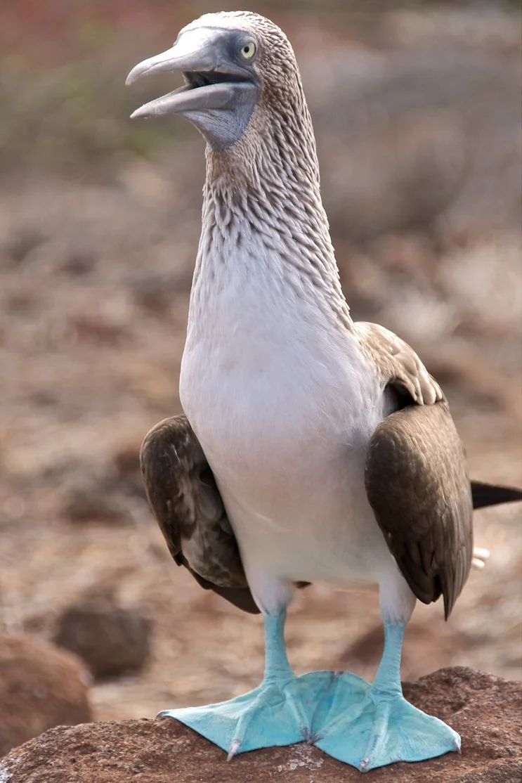 Animals of the Galápagos