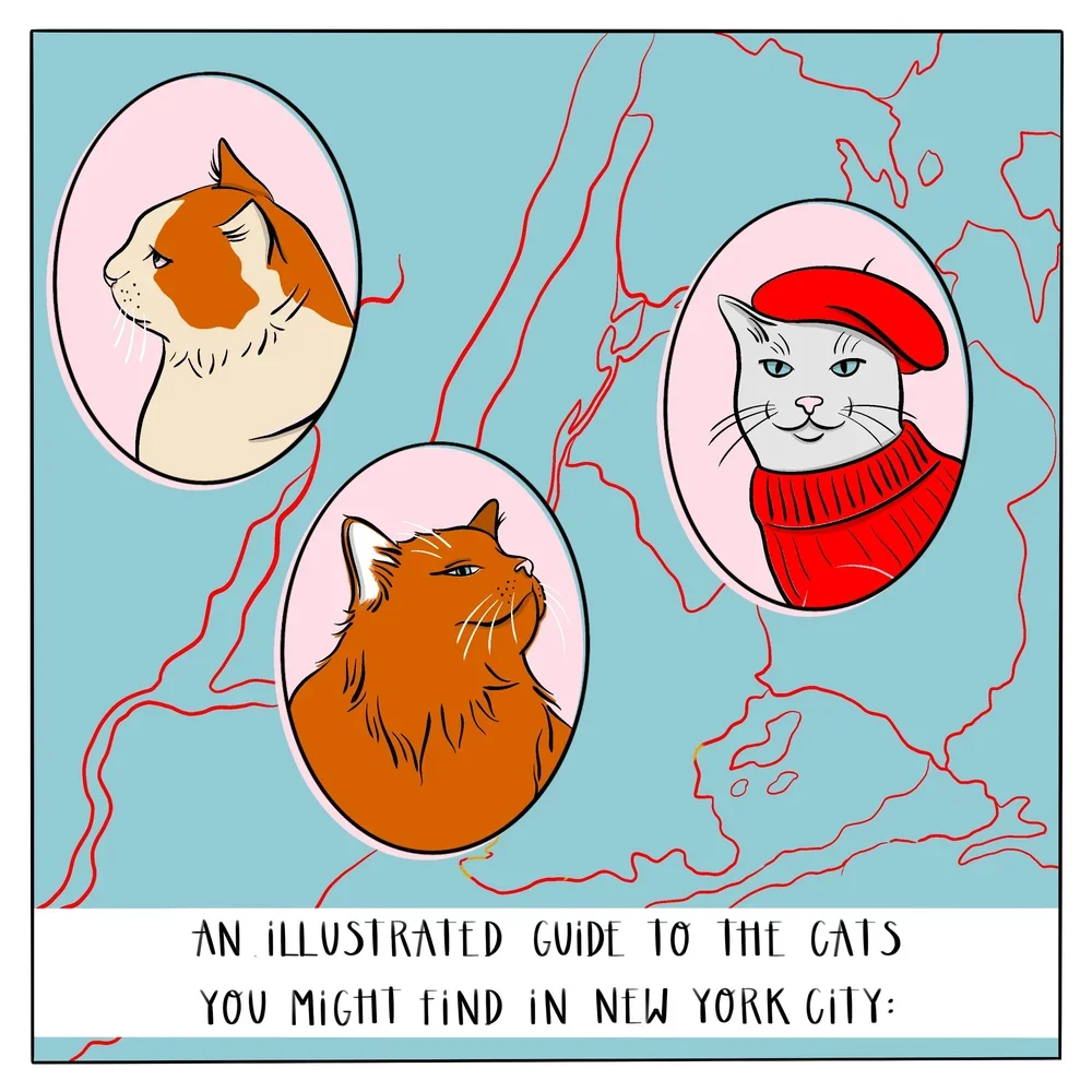 "Cats of NYC," for Washington Post