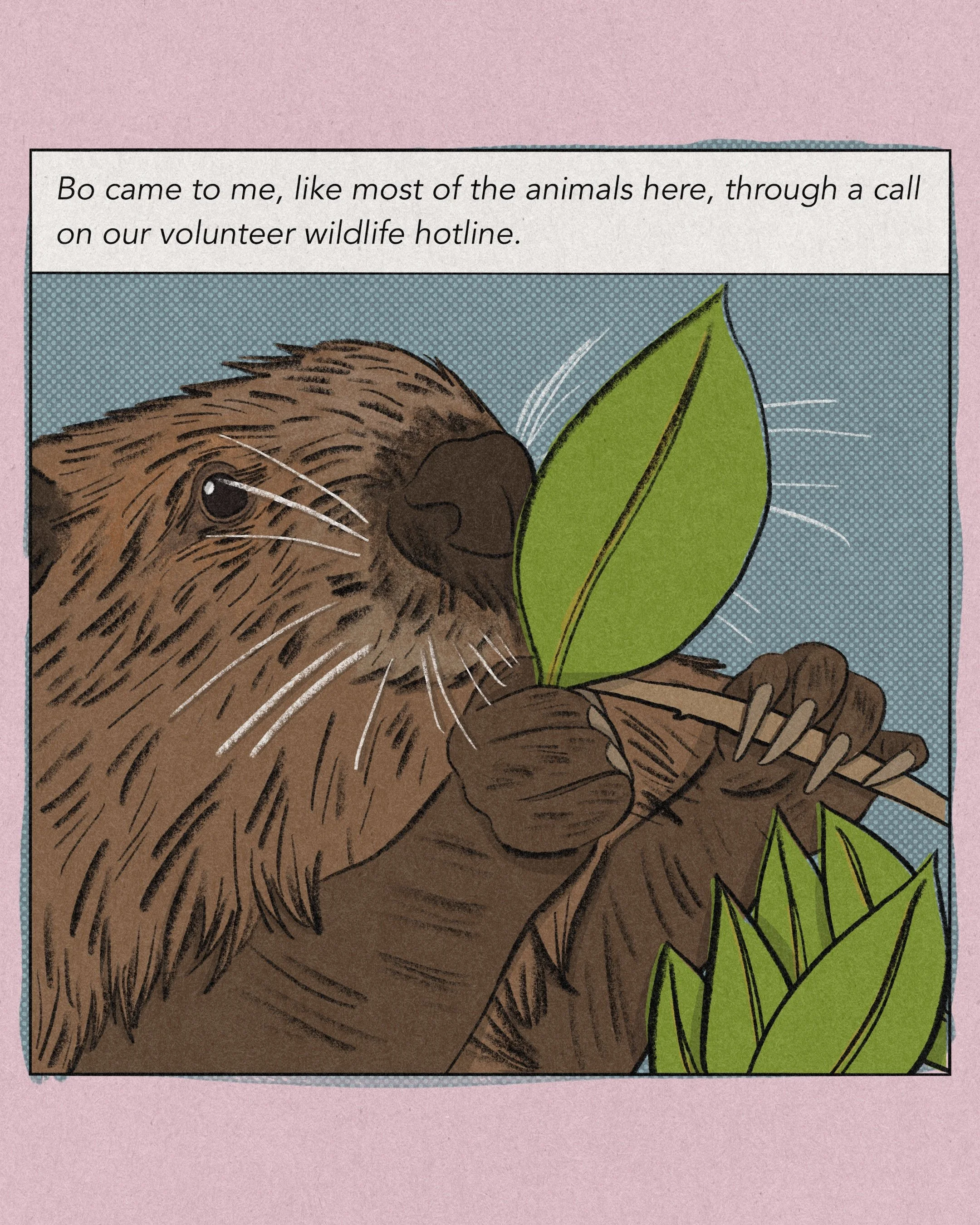 "International Beaver Day" for Imagine5
