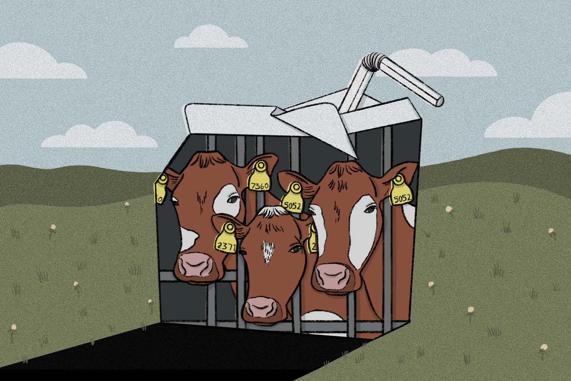"The Life of a Dairy Cow," for Vox