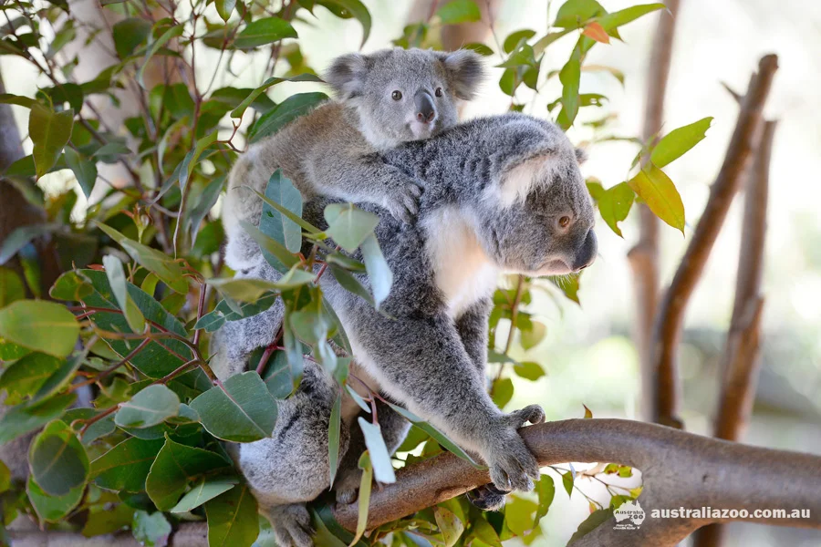 koala & joey.jpg