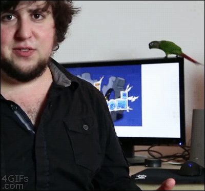 Blame the parrot