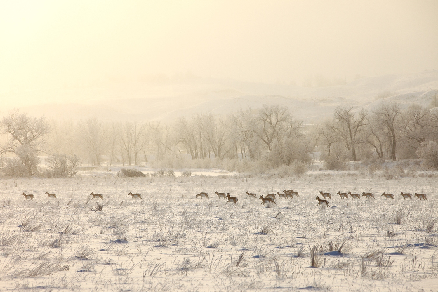 A large herd of pronghorn antelope run across a snowy field near just within the city limits of Havre, Montana.&nbsp;→ Buy This Print