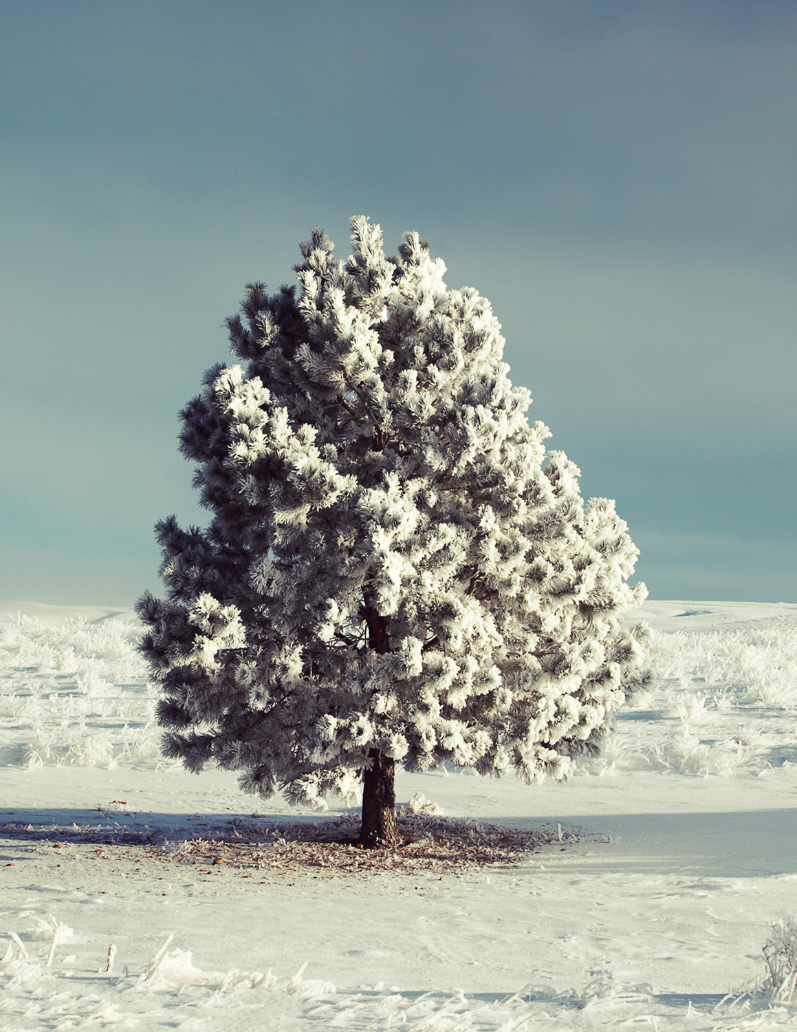 Hoarfrost grips a pine tree in Montana near Havre.&nbsp;→ Buy a Print