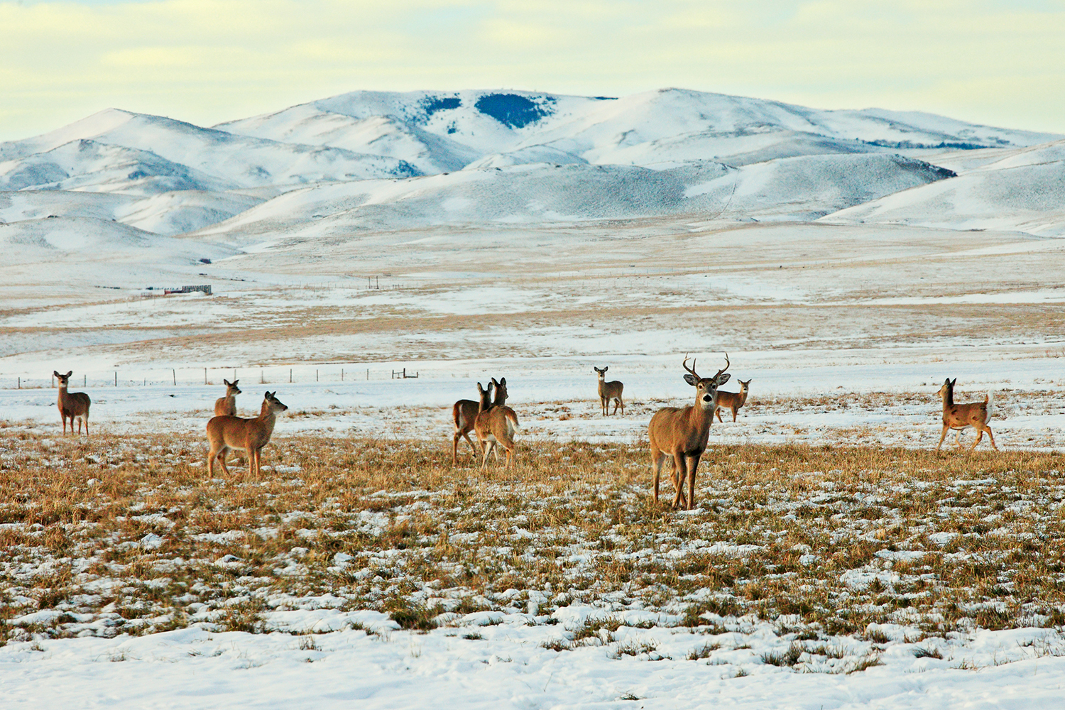 A herd of whitetail deer frolic in an open field south of Chinook, Montana.&nbsp;→ Buy This Print