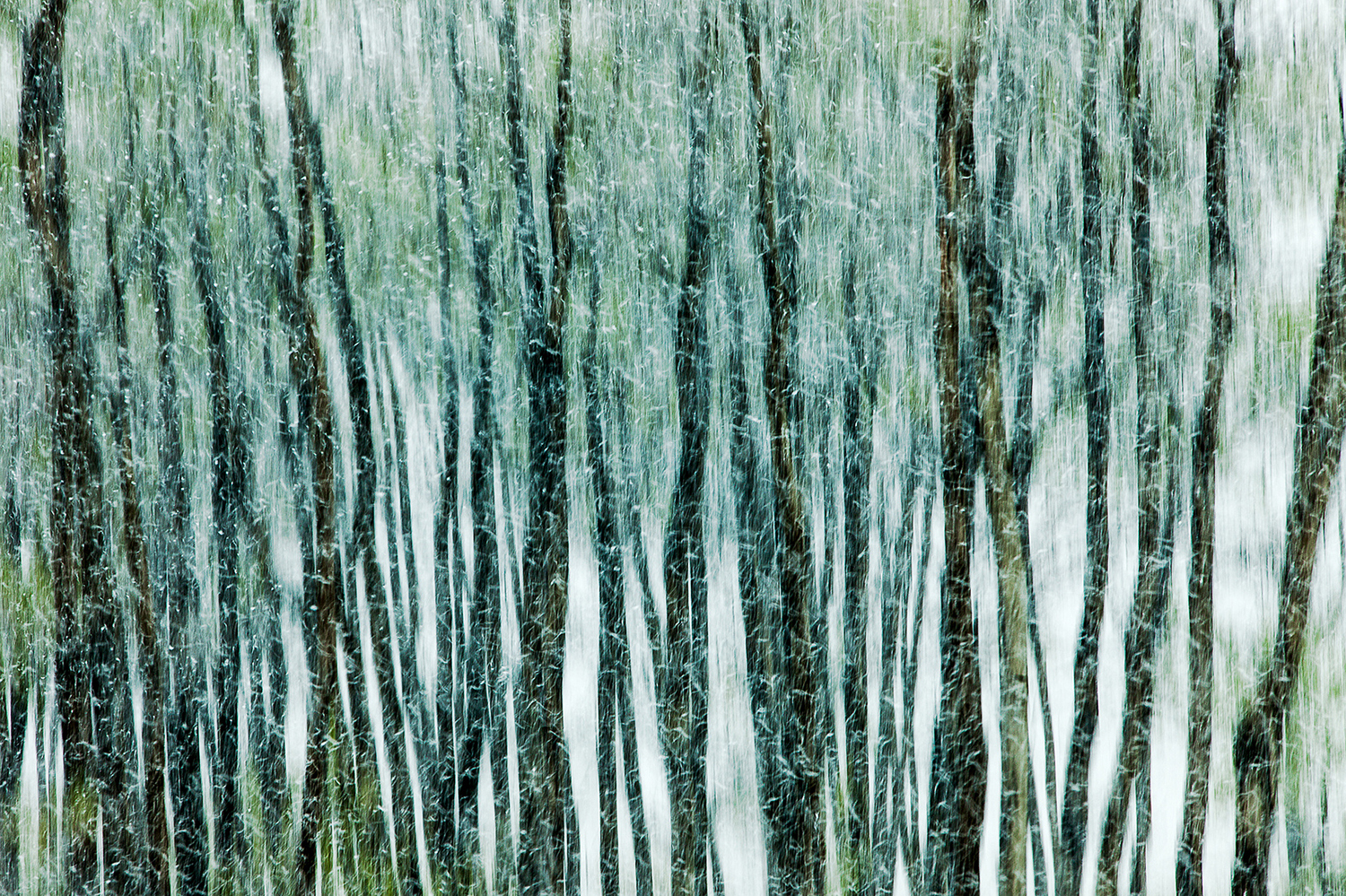 I purposely used a slow shutter speed, small aperture, and slid my camera down as I photographed this row of trees in the midst of falling snow near Havre, Montana. → Buy This Print