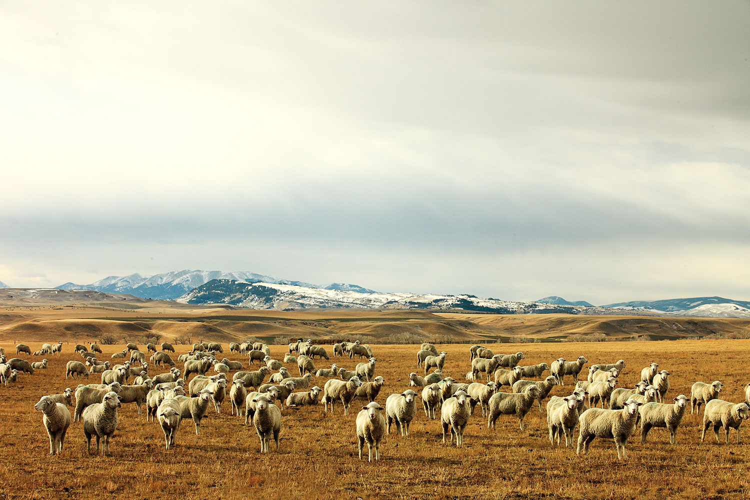 A Montana photo of a large herd of sheep grazing near Harlowton, Montana and the Crazy Mountains...otherwise known as "meadow maggots," which is just one of the terms in my Montana Slang Dictionary.&nbsp; &nbsp;→ Buy This Print