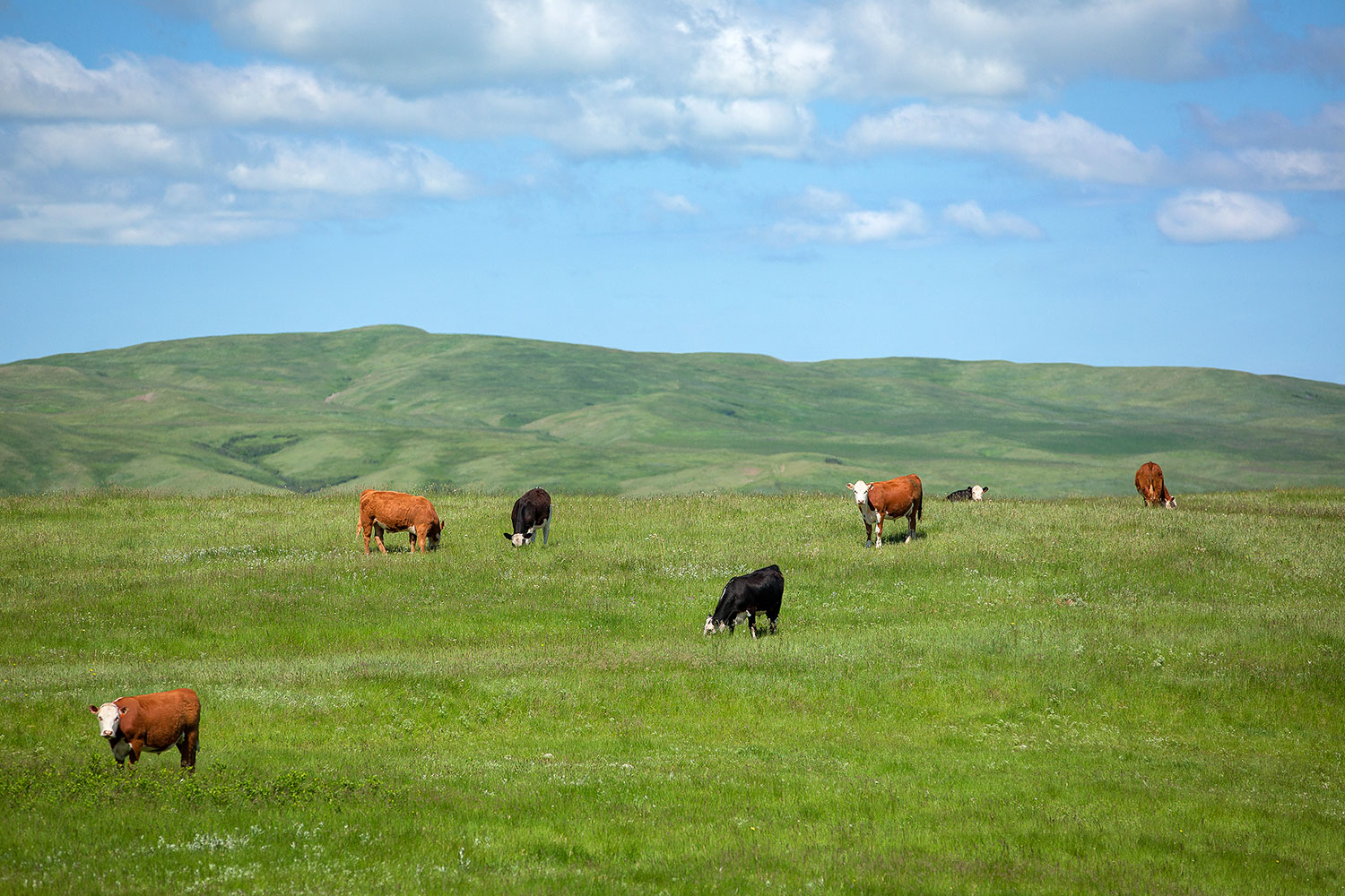 Cows grazing on the wide open, green plains near Chinook, Montana.&nbsp;→ Buy a Print