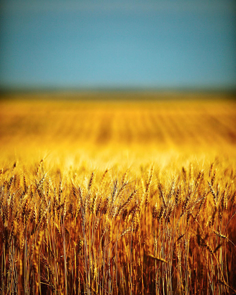 Things I like about Montana: The beautiful diffused glow the sun makes when it sets during wheat harvest.&nbsp;→ Buy a Print