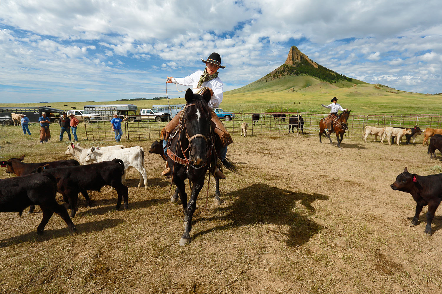 &nbsp;&nbsp;A young cowboy ropes cattle inside the corral near Lloyd, Montana.&nbsp;→ License Photo
