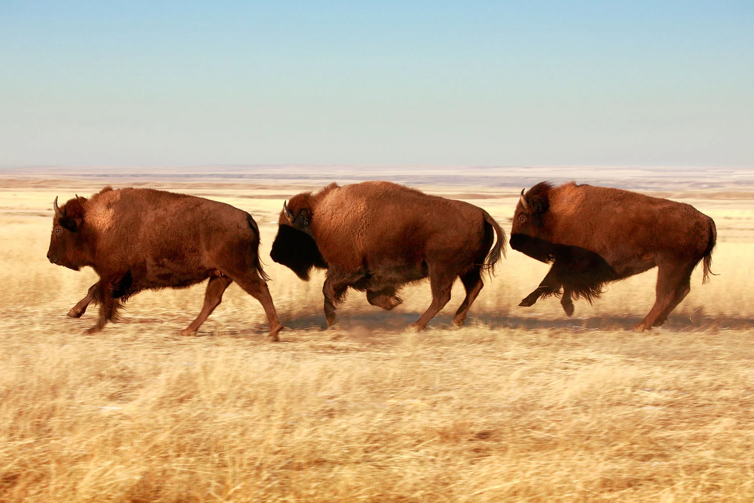 While it is technically true buffalo are not buffalo (they are bison), most Montanans don't really care. → Buy This Print