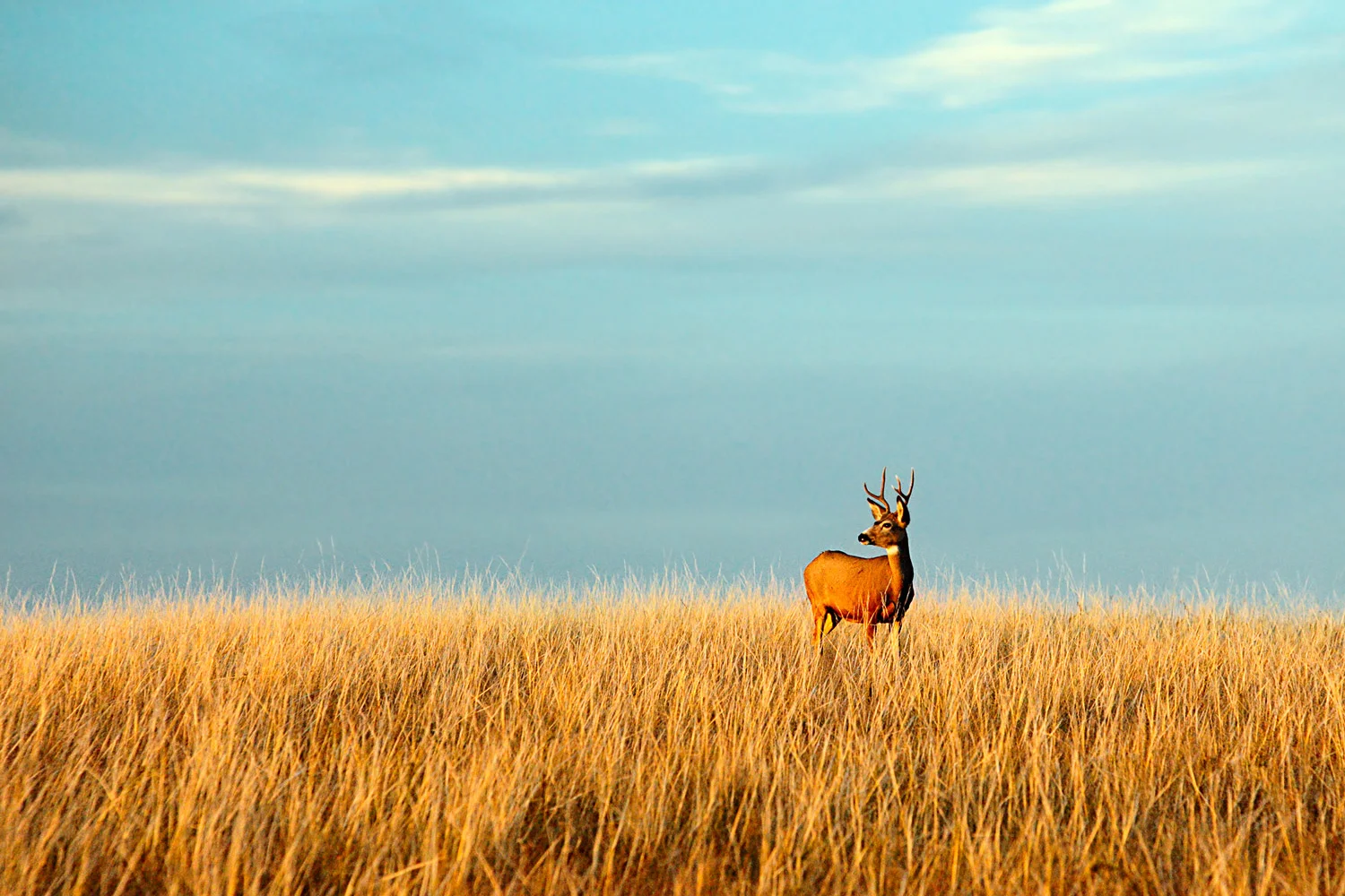 Deer are deer. And elk are elk. Deer do not turn into elk regardless of breed, age, or elevation. Most Montanans can't even believe you think that. → Buy This Print